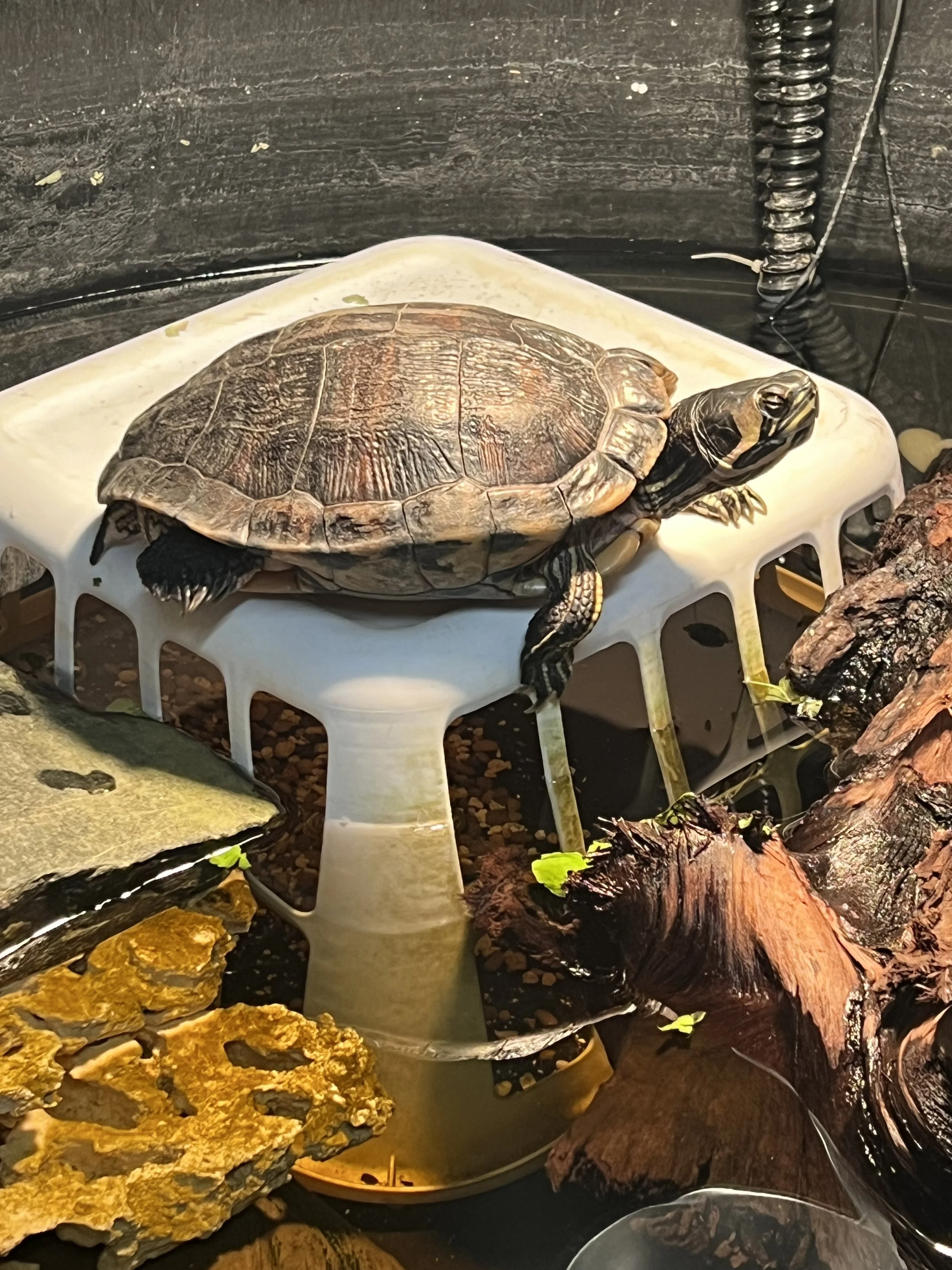 A yellow slider turtle basking on a white upside down laundry basket.