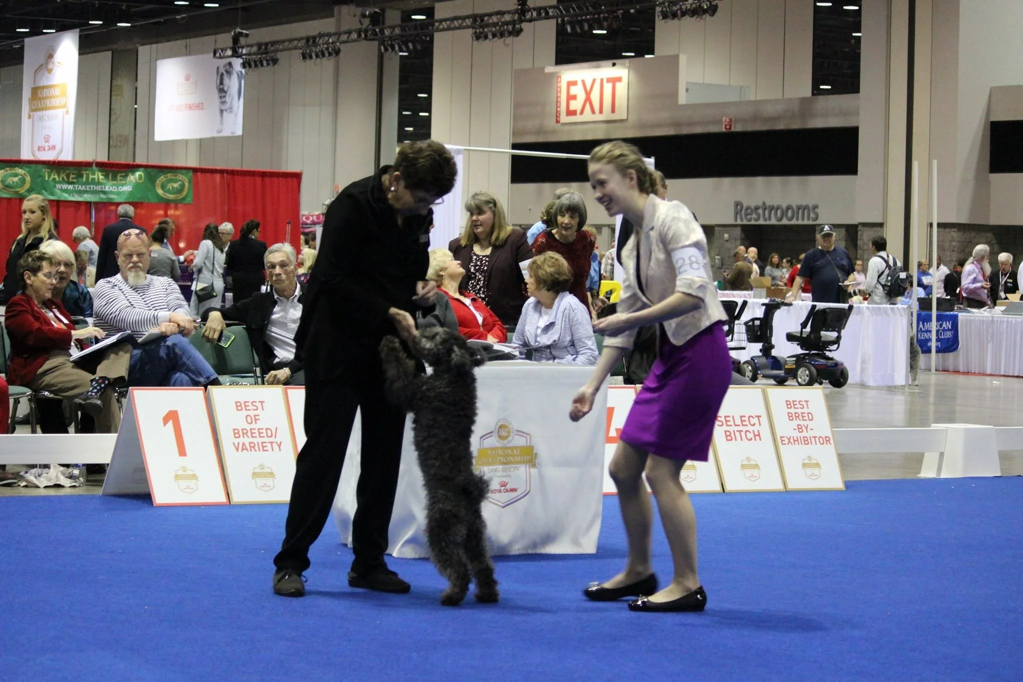 At a dog show, a woman with a black curly-haired Hungarian Pumi dog is showing and presenting the dog to a young woman judge dressed in purple. The area has a blue carpeted floor.