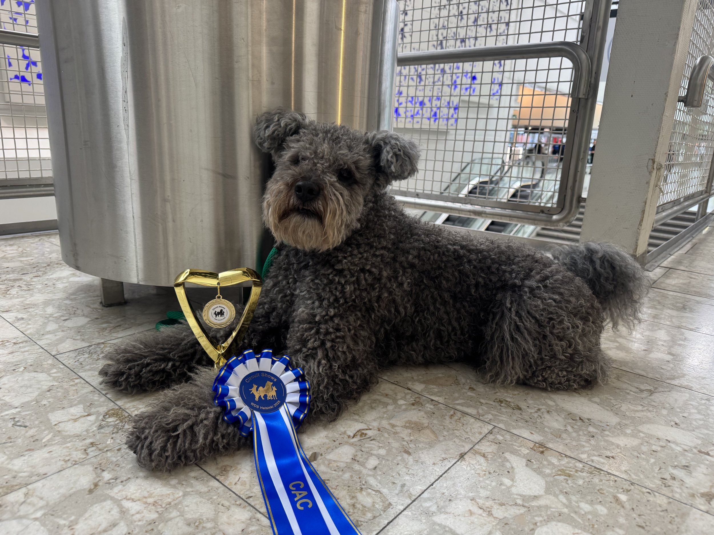 A small curly gray dog lying on the floor in front of a metal trash can at an indoor event. The dog is wearing a blue and white ribbon with the words 'CAC' and a gold and black medal around its neck. There is a gold trophy next to the dog, and a gold