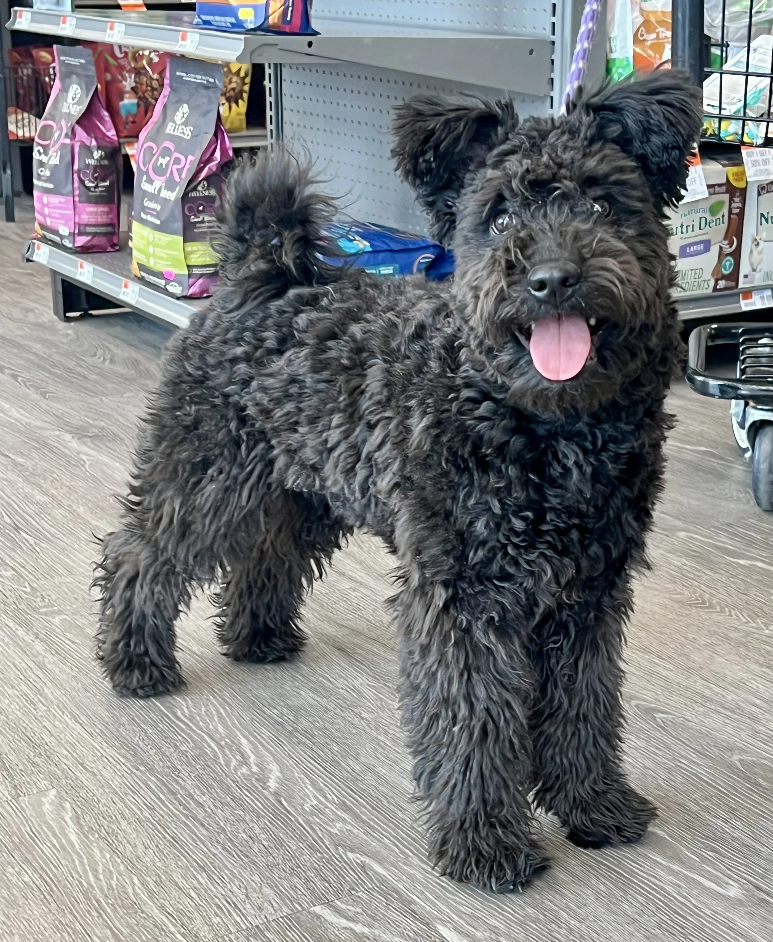 A fluffy black Hungarian Pumi dog with a curly coat, standing on a store floor, with shelves of pet food in the background.