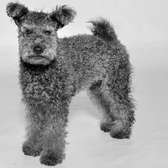 A grey Hungarian Pumi dog with curly fur standing on a plain background, looking directly at the camera.