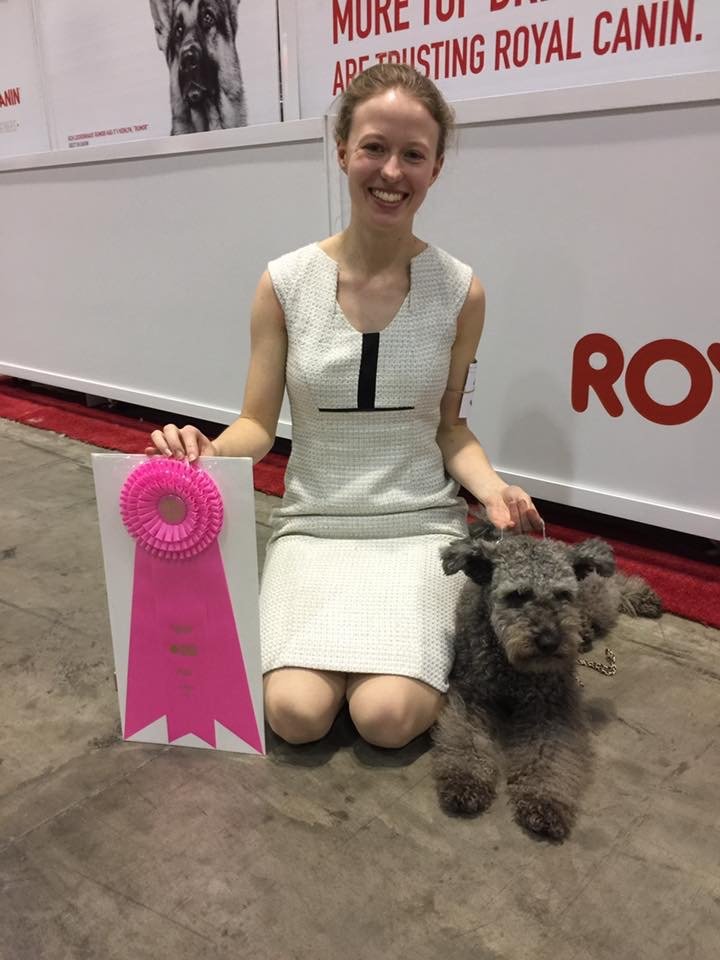 A woman kneeling on the floor next to a cute gray Hungarian Pumi dog with curly fur, holding a pink ribbon award, at a dog show event.