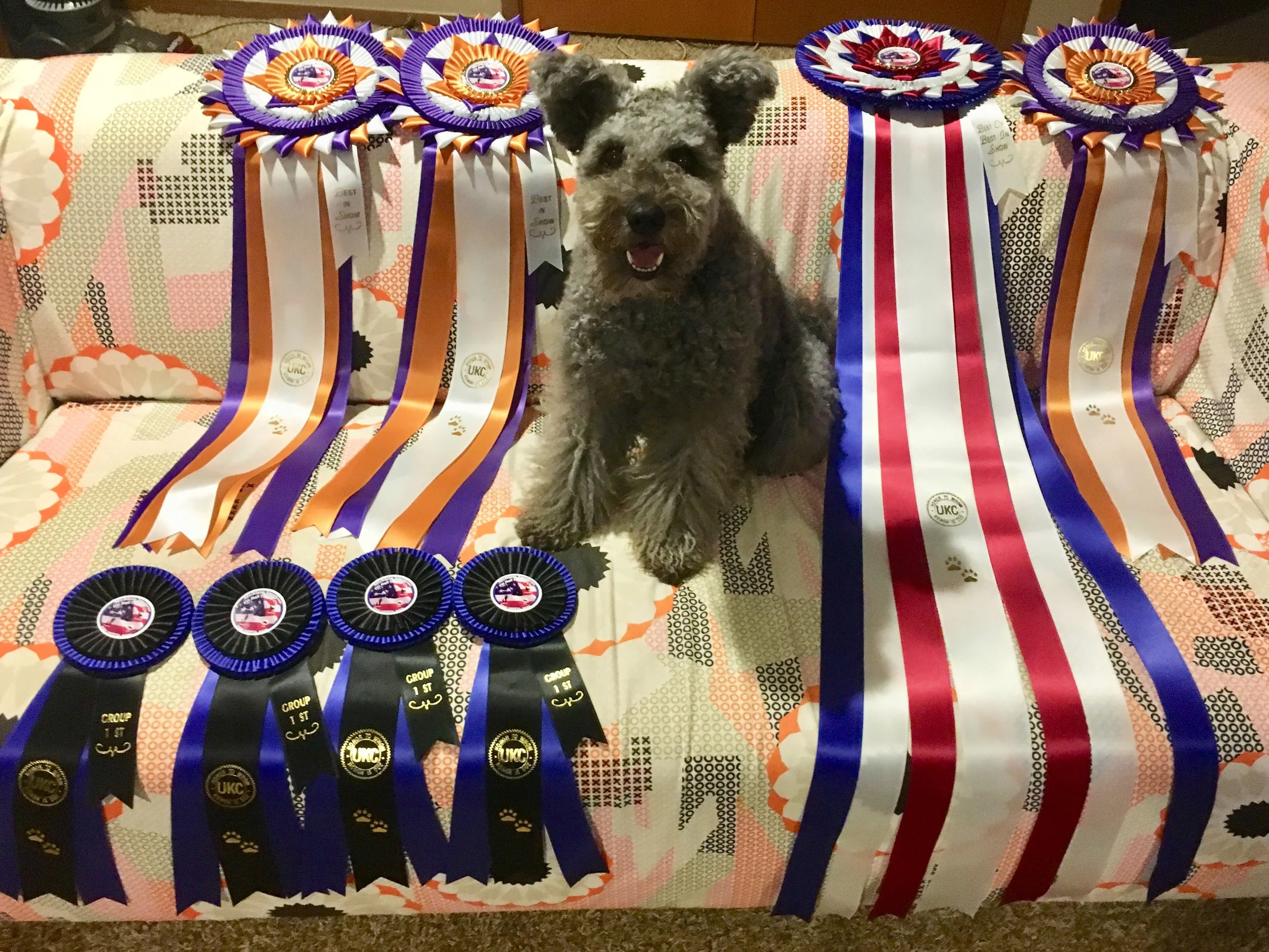 A small curly-haired Hungarian Pumi sitting on a patterned couch with multiple award ribbons surrounding it. The ribbons are blue, orange, white, red, and purple, with some displaying text indicating first place group wins.