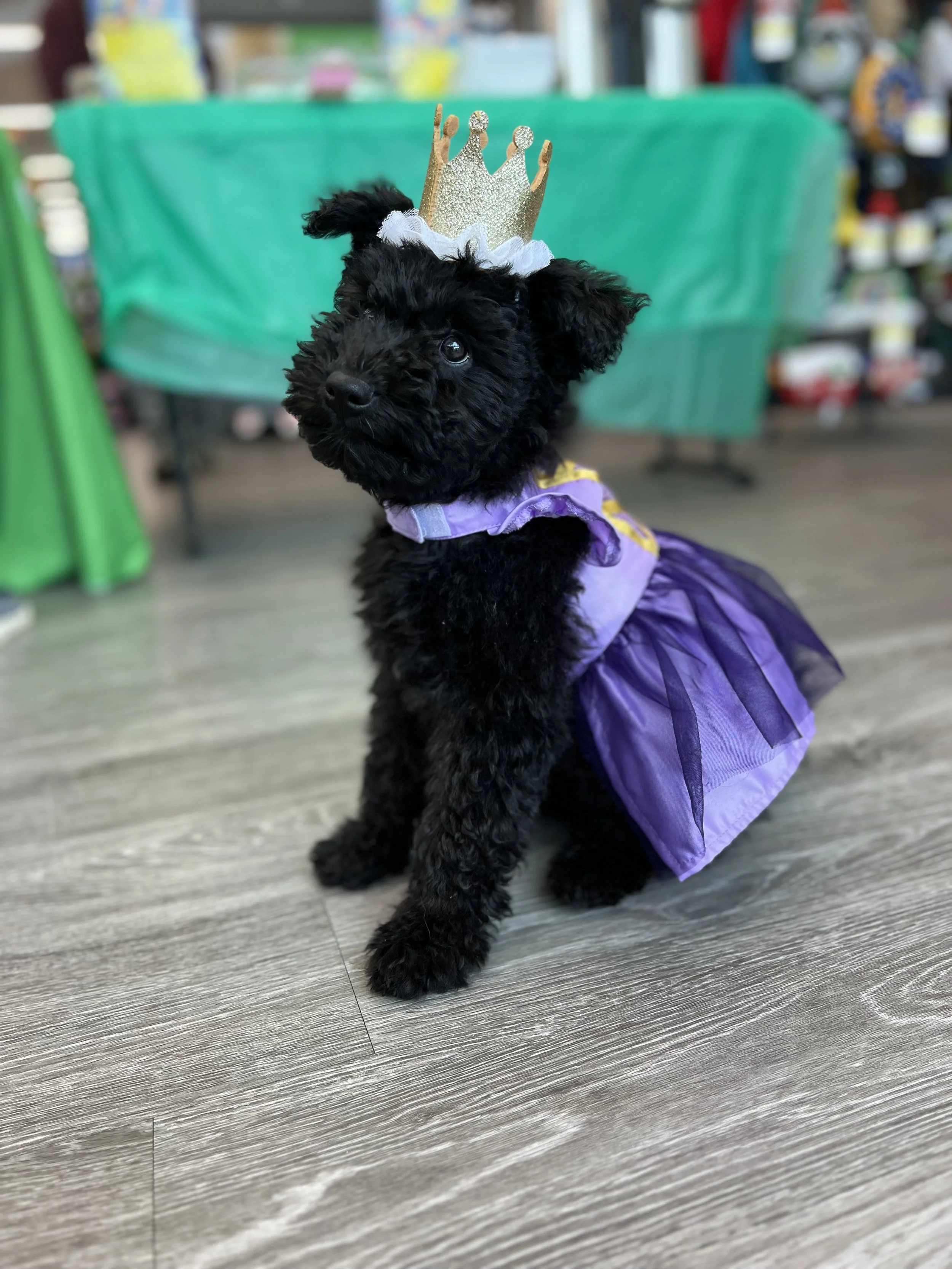 A black Hungarian Pumi puppy wearing a purple dress and a gold crown, sitting on a wooden floor.