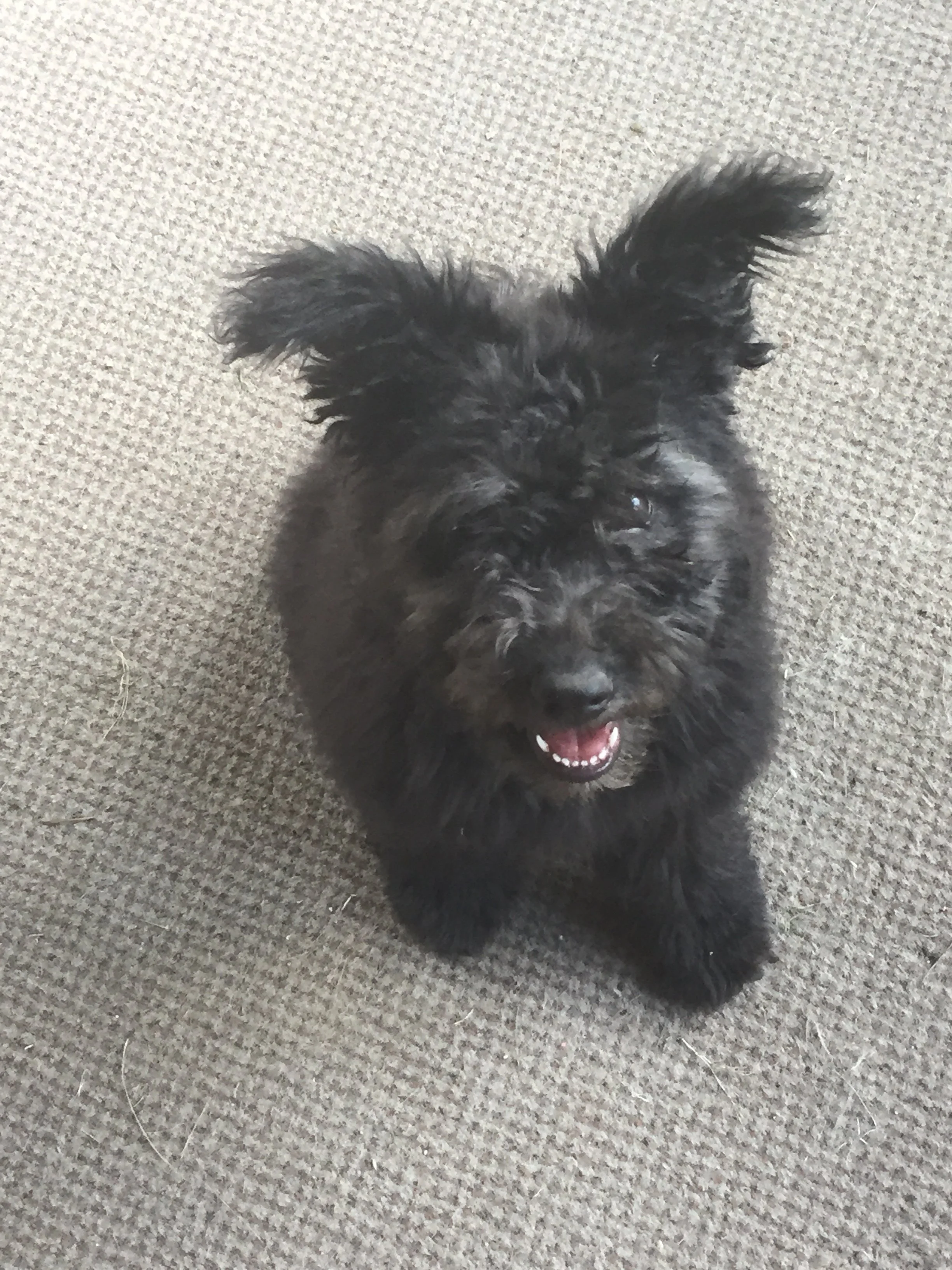 A black, fluffy Hungarian Pumi puppy with large ears, smiling and showing teeth, standing on a beige carpet.