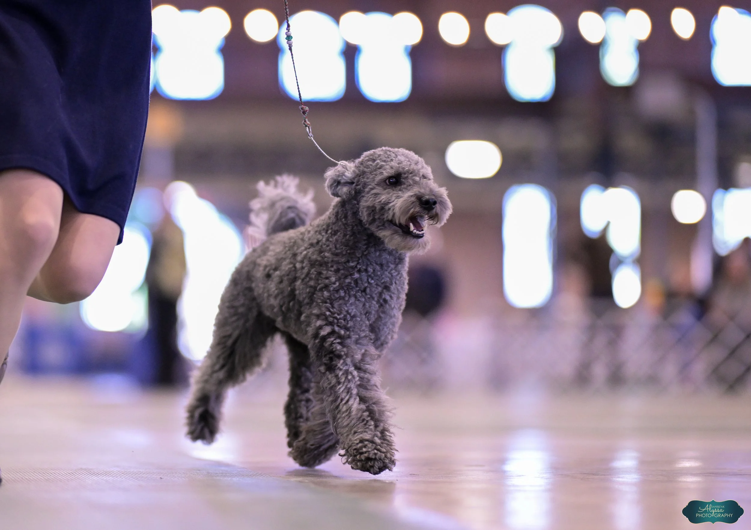 A curly-haired Hungarian Pumi dog walking on a leash indoors with a blurred background of bright lights.