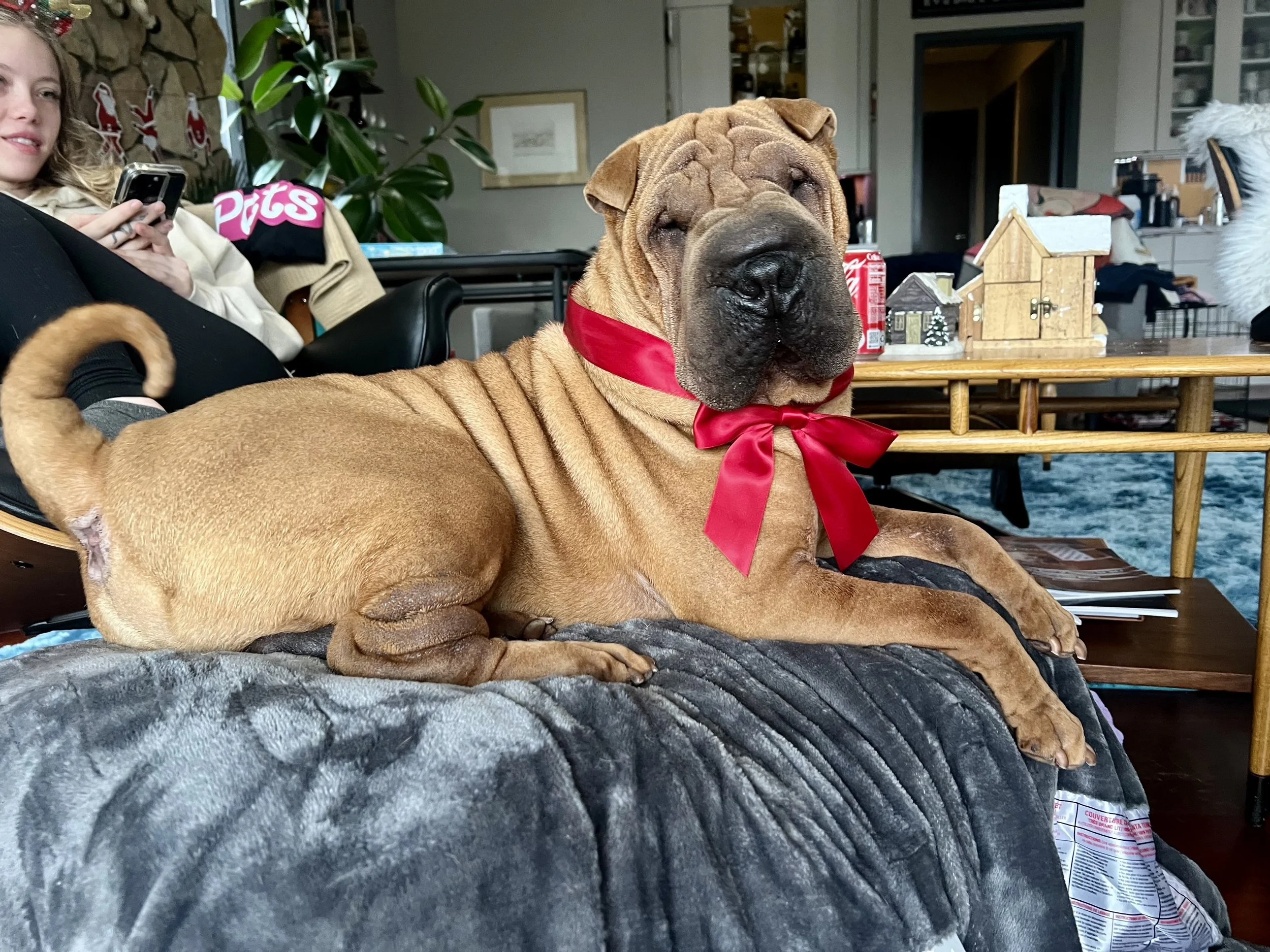 A large, brown, wrinkled Shar Pei dog with a red ribbon around its neck, resting on a soft, gray blanket on a wooden table. In the background, a woman is sitting on a chair, looking at her phone, with a house interior visible behind her.