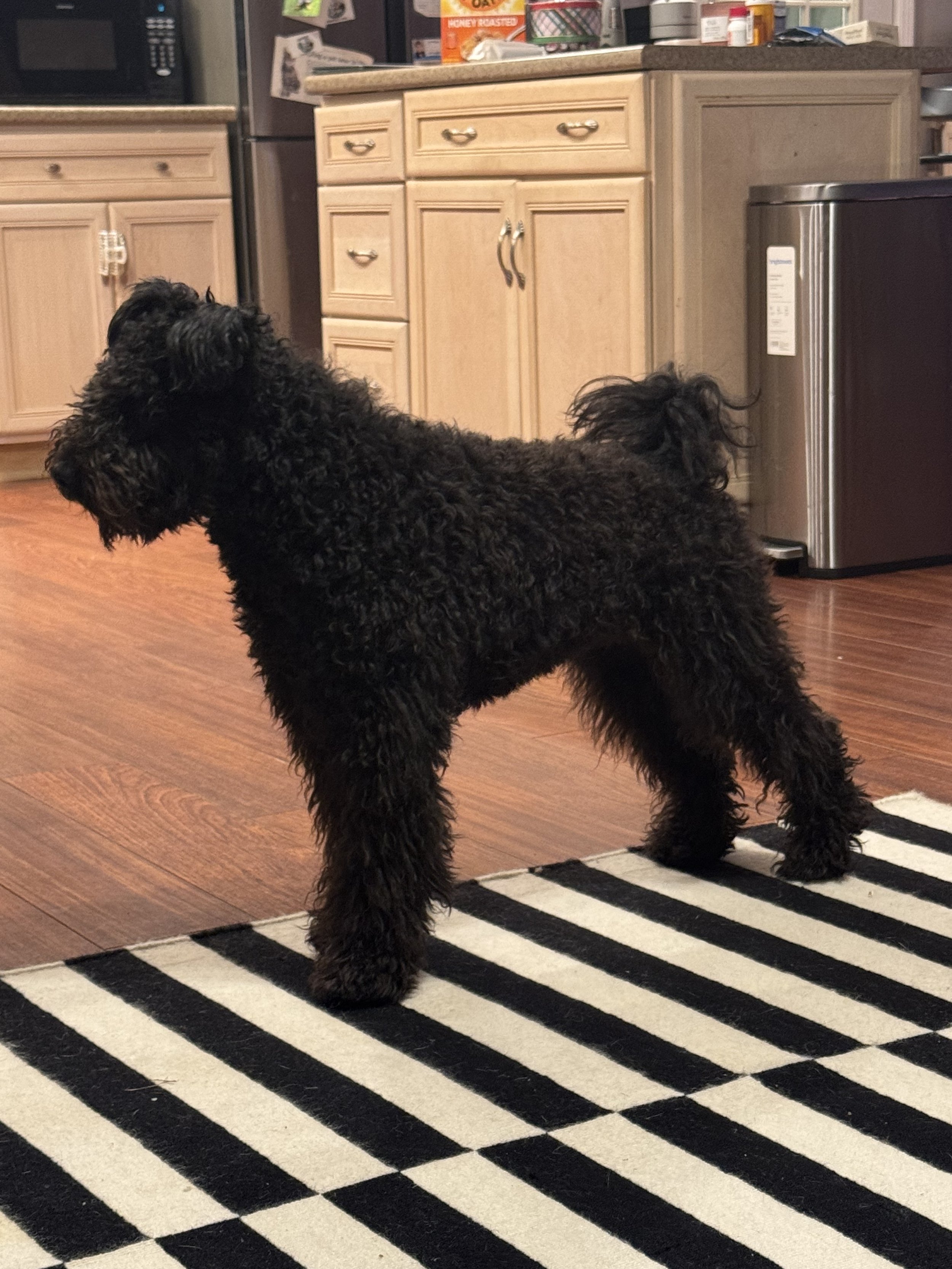 A black, curly-haired Hungarian Pumi puppy standing on a black and white striped rug in a kitchen, with wooden floor, beige cabinets, and various items on the countertop.