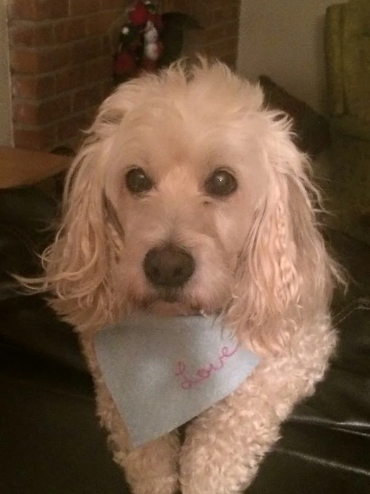 Cream colored dog with long ears wearing a blue bandana with the word love written on it. 