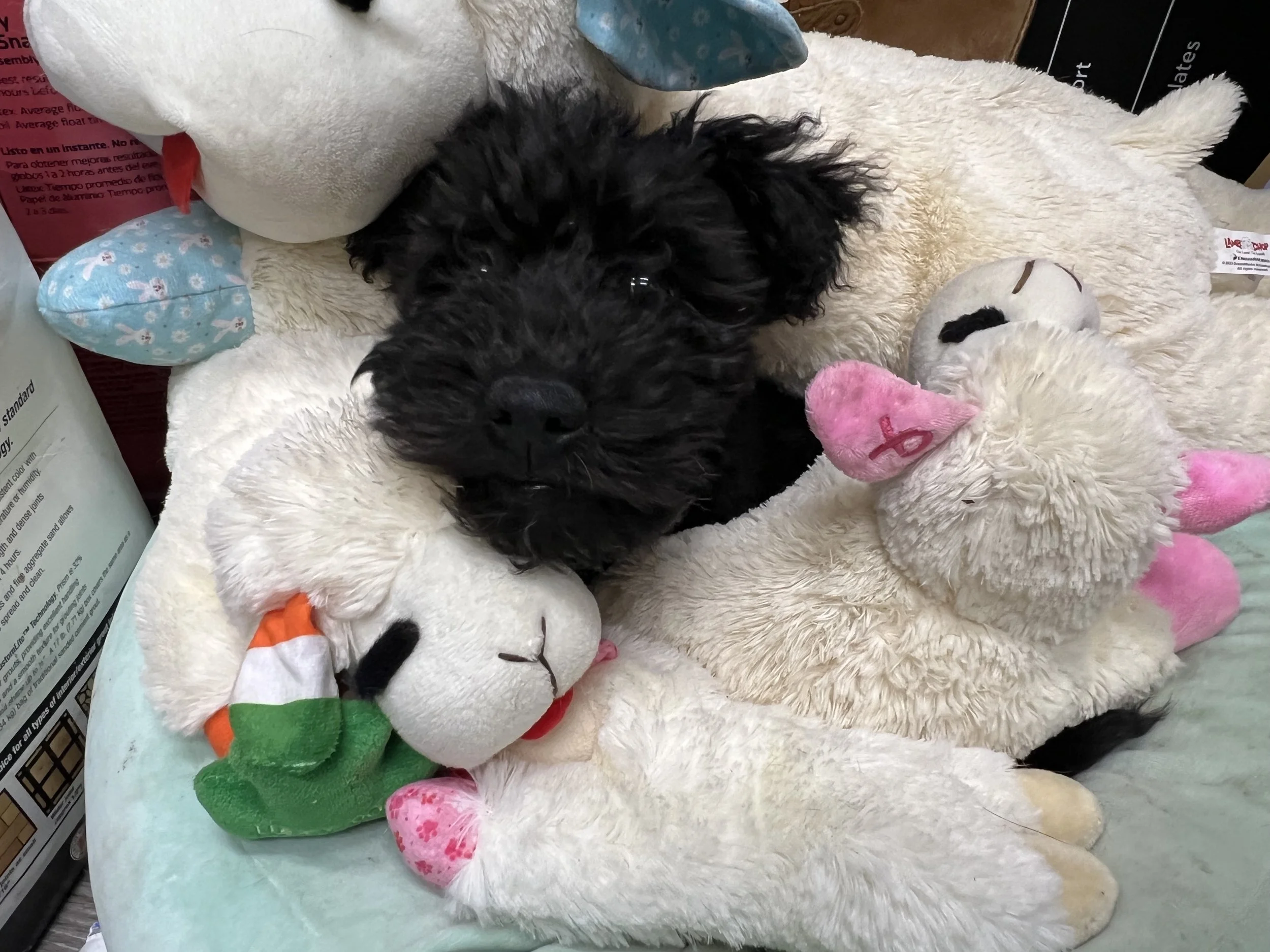 A small black curly-haired Hungarian Pumi puppy lying on a white plush stuffed animal with a white body and colorful accents.