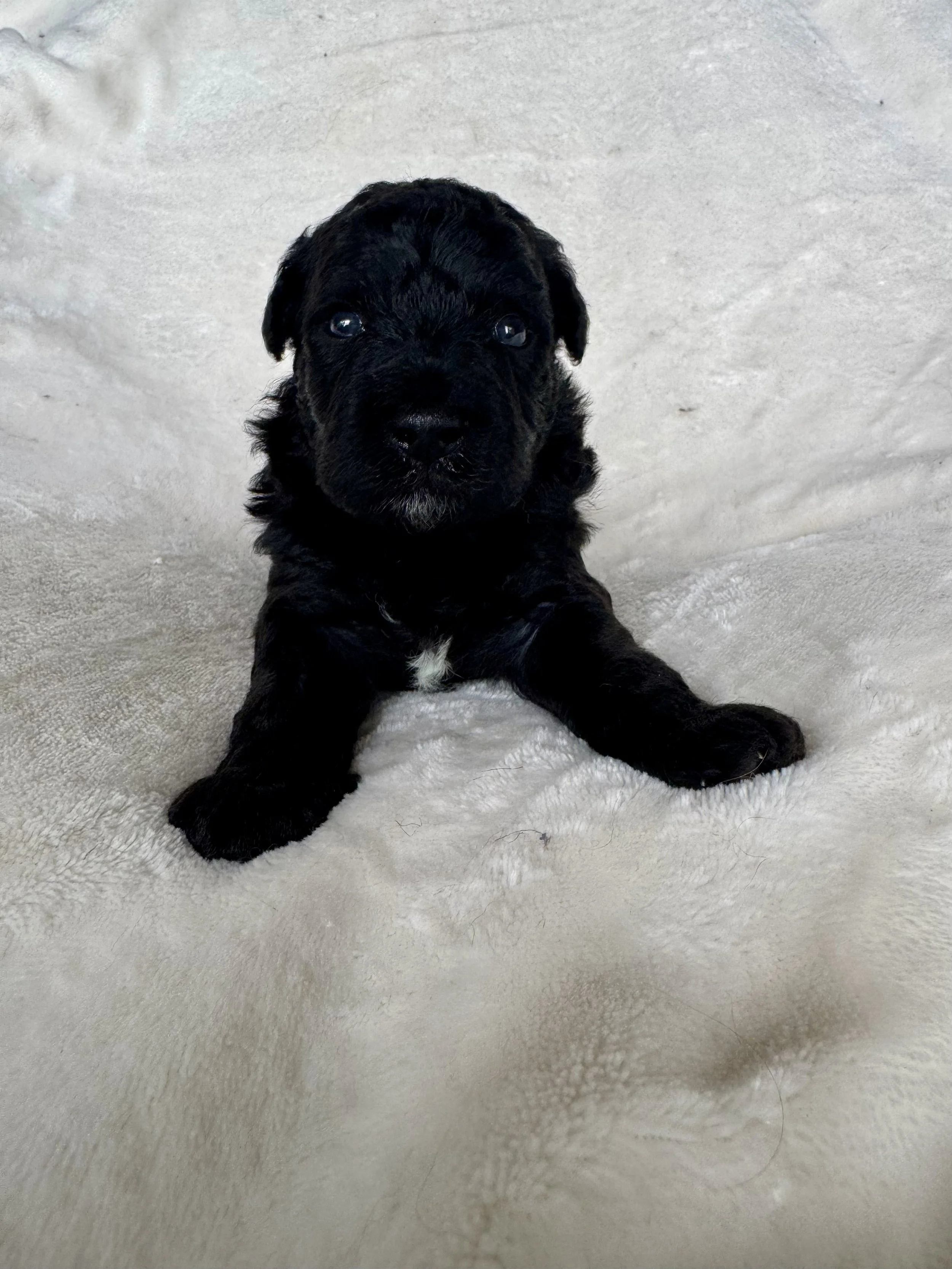 Boy