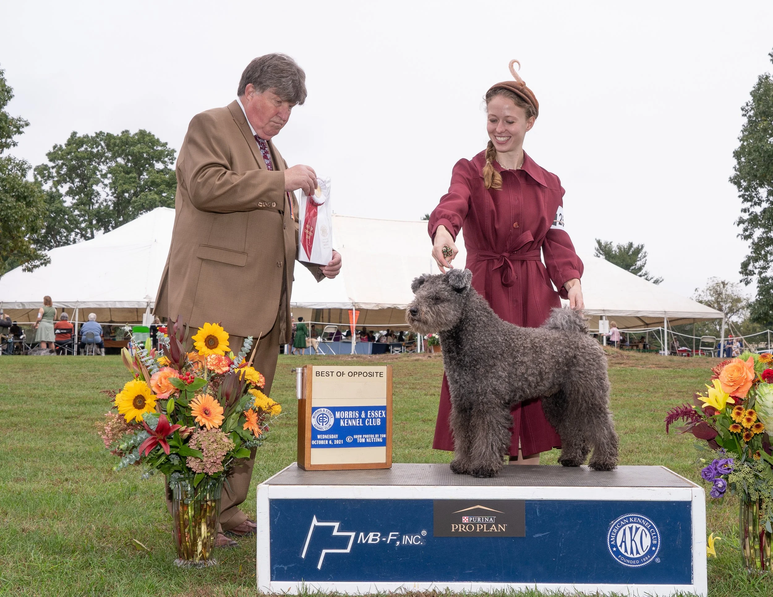 A woman and a man are at a dog show, standing behind a trophy table with a Hungarian Pumi show dog on a platform. The woman is smiling, wearing a maroon coat, and has a ring in her hand near the dog. The man is looking down at a bag of treats.