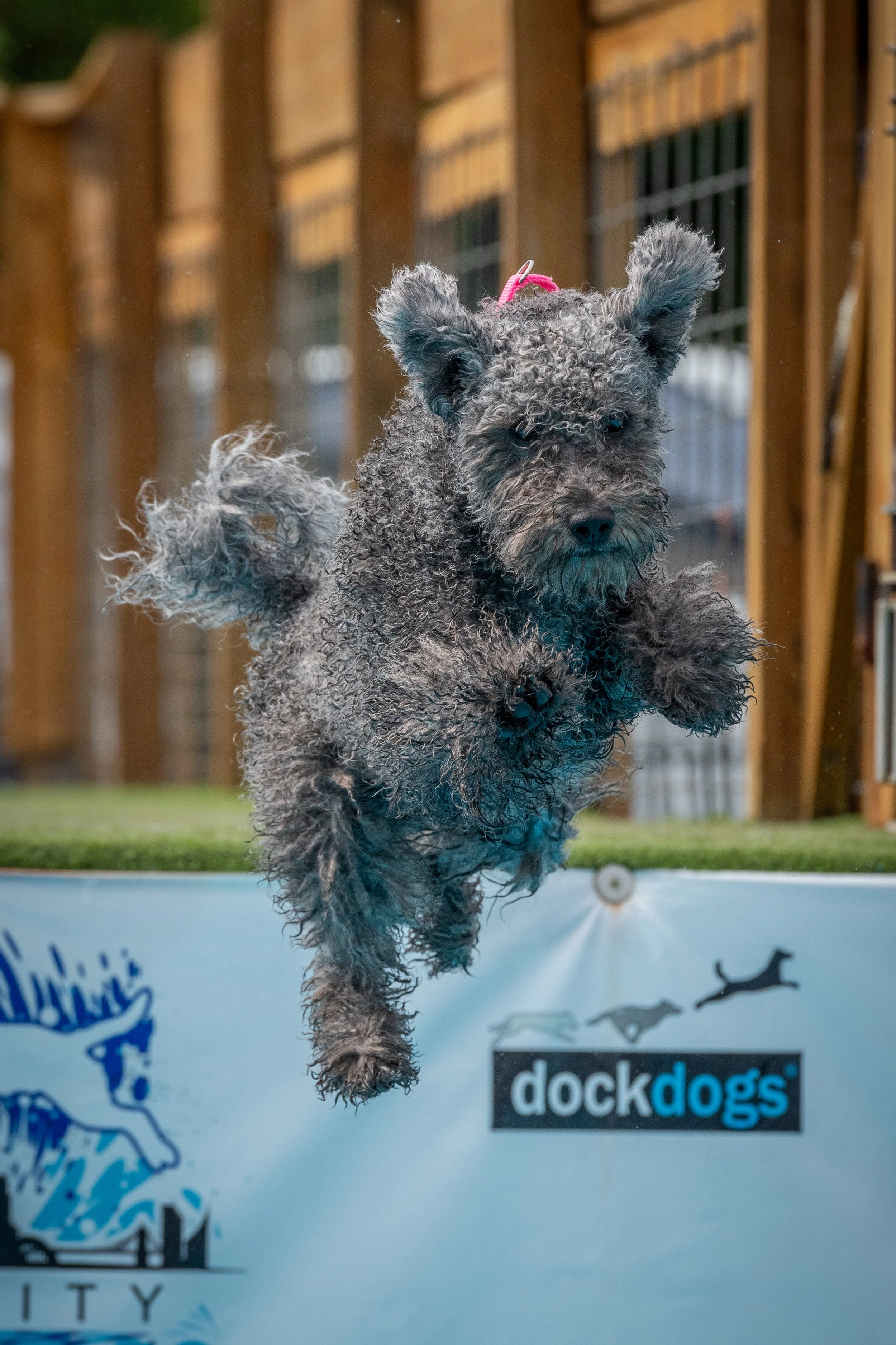 A gray curly-haired  Pumi dog named Fig with a pink collar jumping into a pool.
