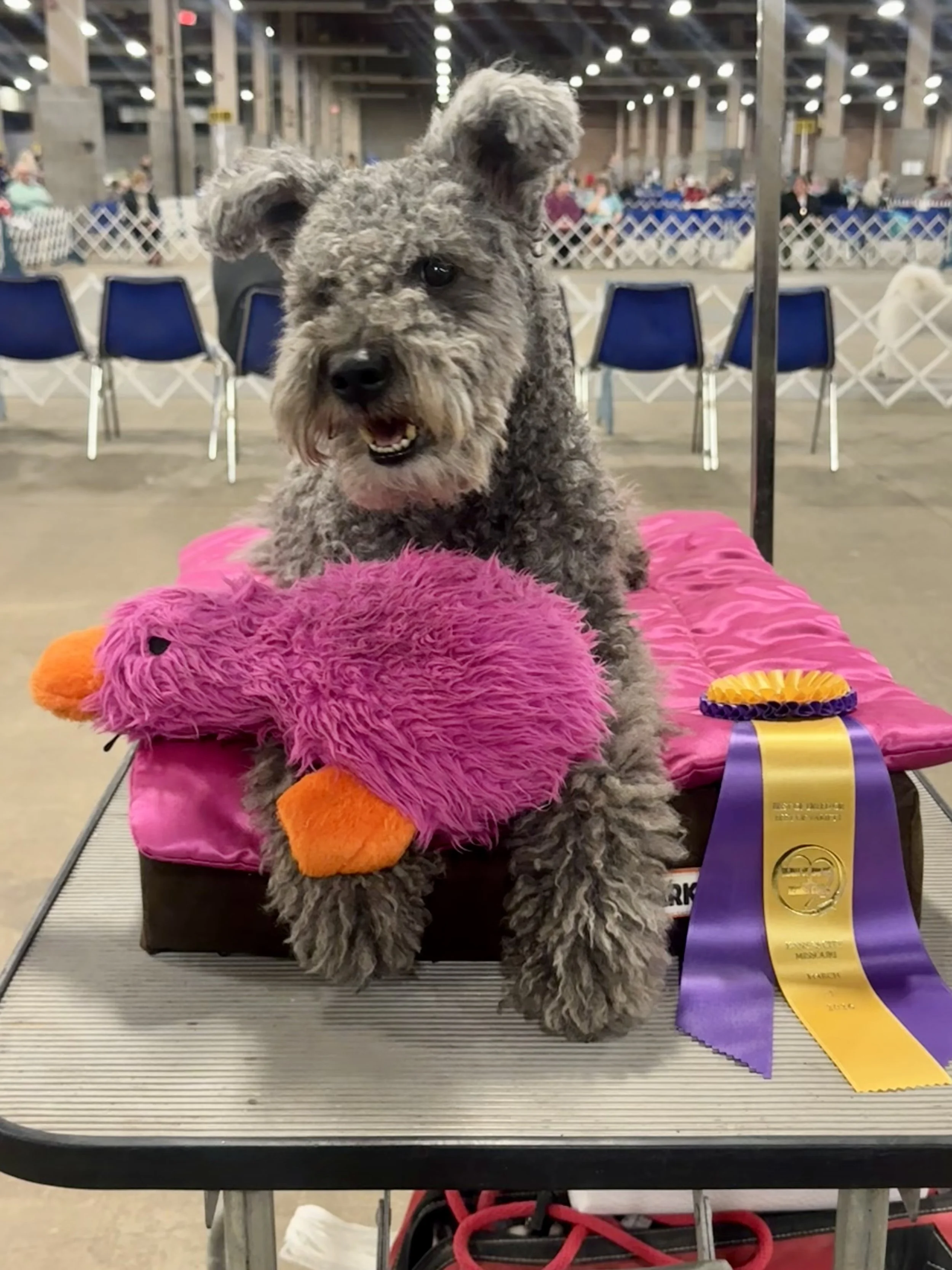 A gray, curly-haired Hungarian dog with one ear up and one ear down sitting on a pink blanket, with a pink plush toy in front. The dog has a happy expression, with an open mouth and visible teeth. It sits in front of a purple and yellow award ribbon,
