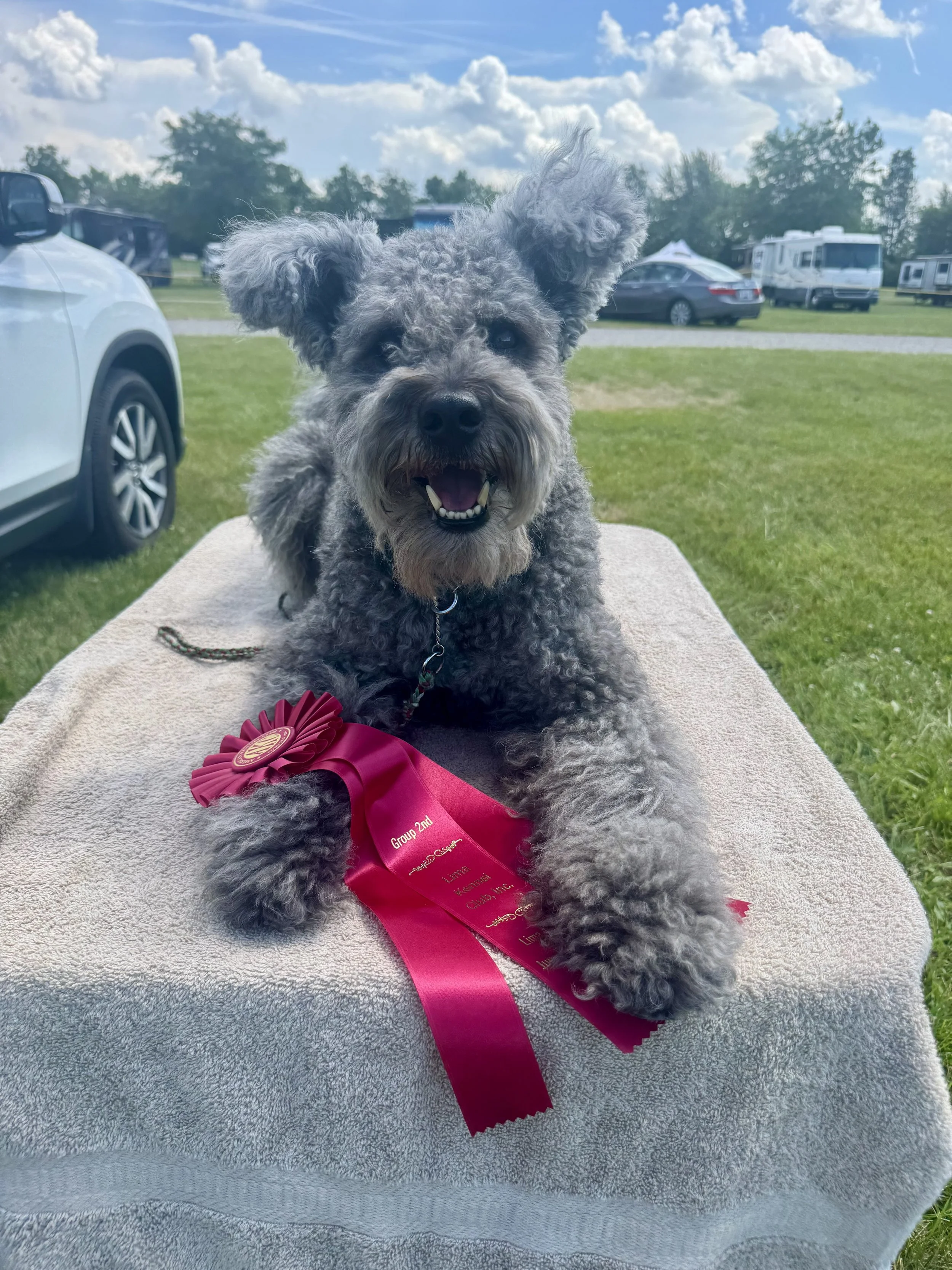 A grey Hungarian Pumi dog lays down on a table next to a Herding Group Two ribbon at a dog show. 