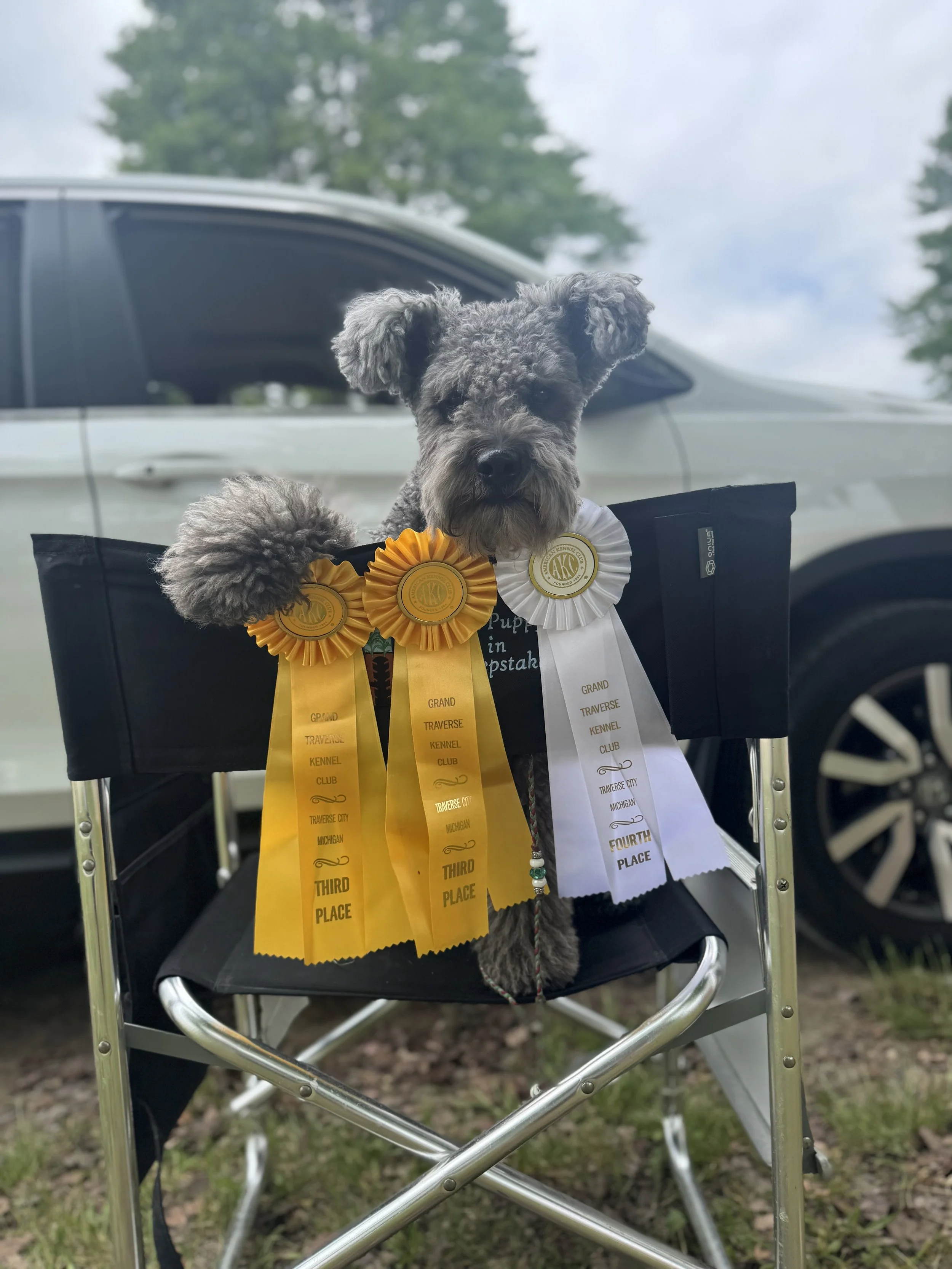 A gray, curly-haired Hungarian Pumi dog sitting in a chair with multiple ribbons hanging on the back 