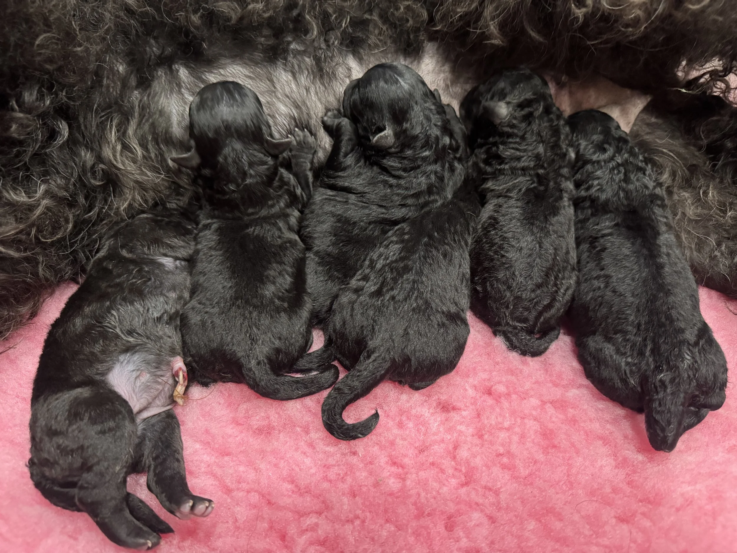 Newborn Hungarian Pumi puppies
