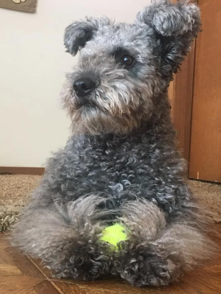 A small, curly-haired gray Hungarian Pumi dog sitting on a wooden floor, holding a bright yellow tennis ball in its paws, with a neutral indoor background.