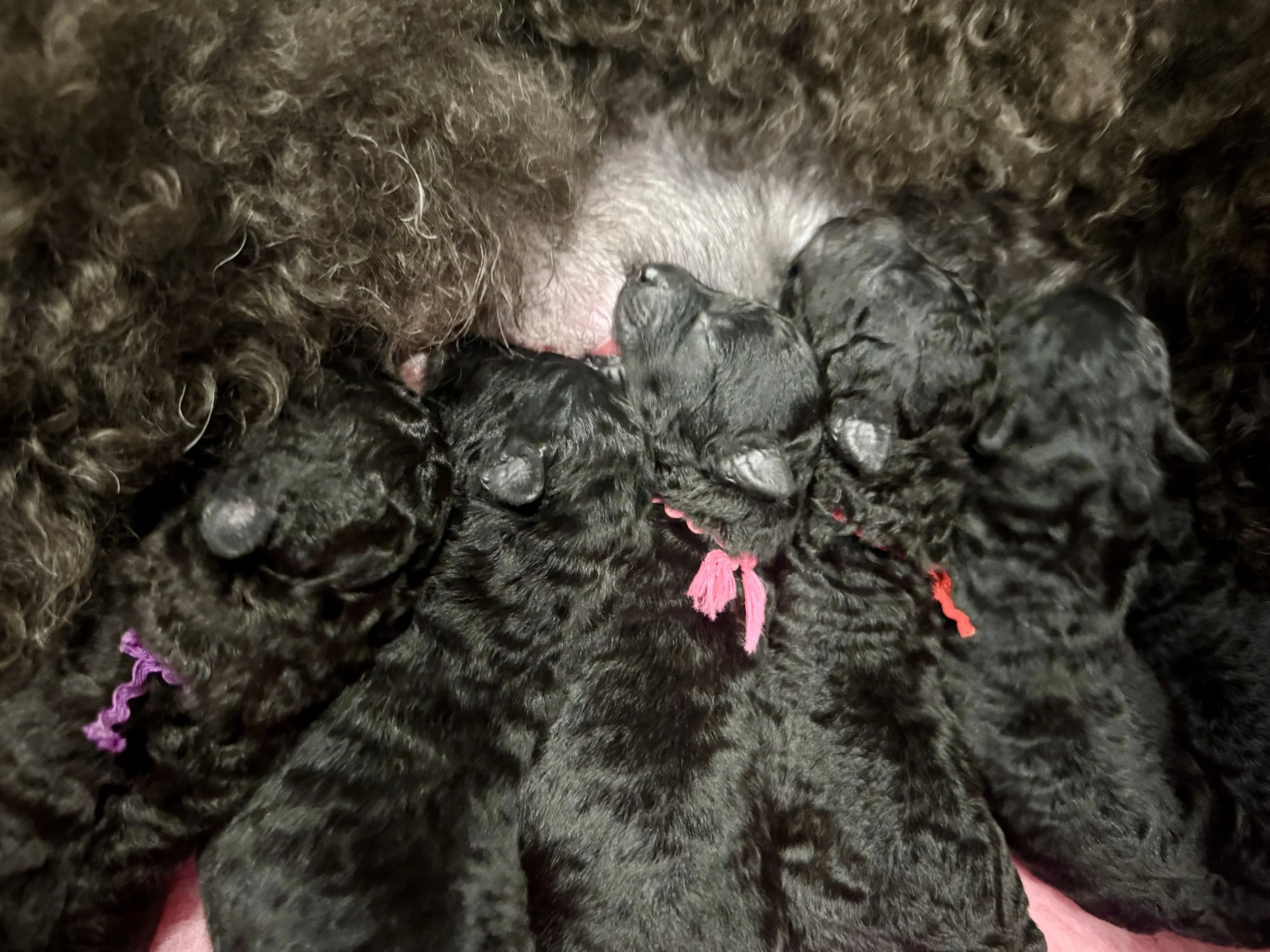 Newborn Hungarian Pumi Puppies