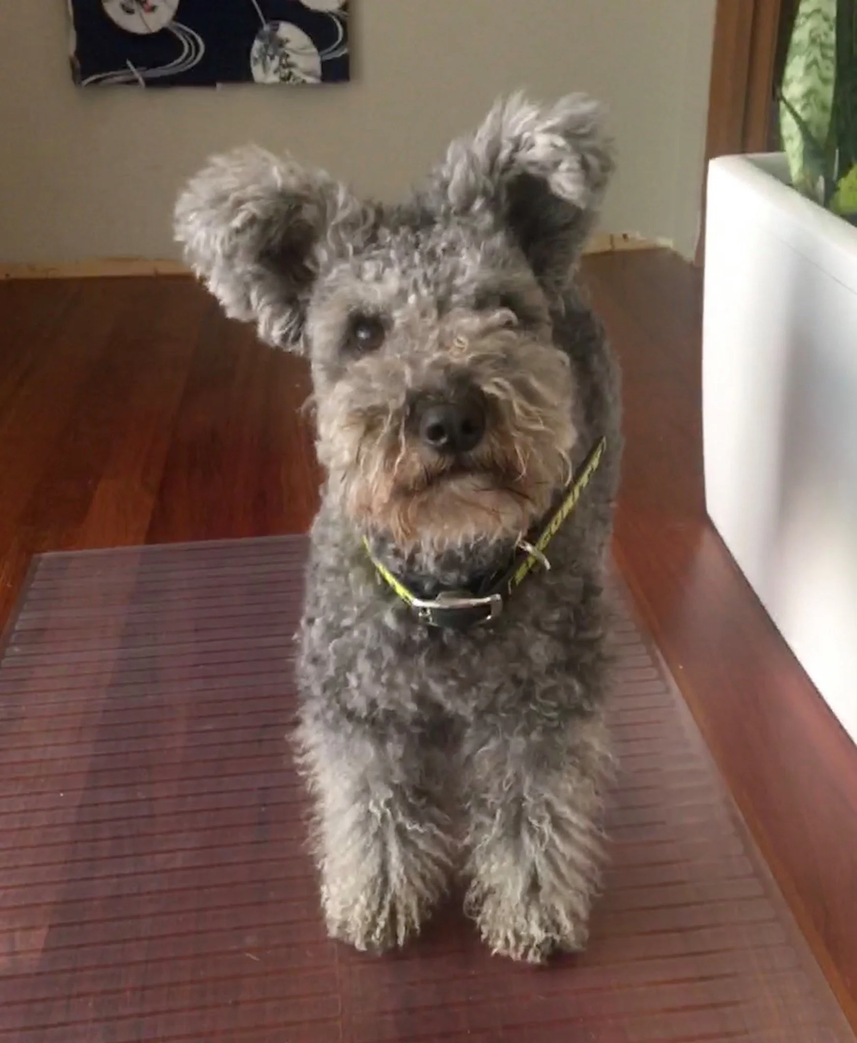 A curly-haired Hungarian Pumi dog with a gray and black coat, standing on a wooden floor near a white wall with a window and a colorful painting. The dog is looking up at the camera.