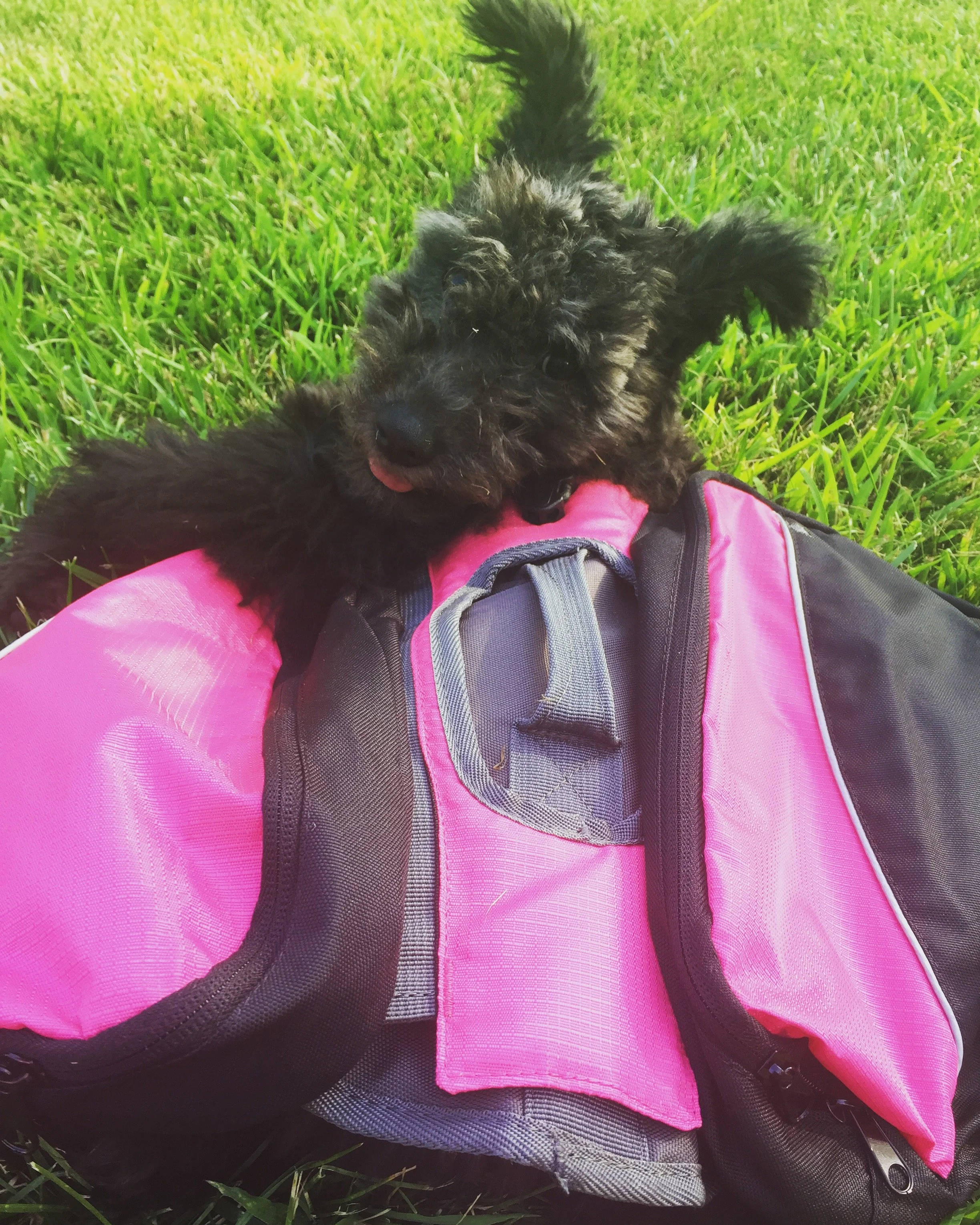 Close-up image of a black fluffy Hungarian Pumi puppy lying on its back on green grass, with a pink and black backpack partially visible underneath, the puppy's tongue slightly sticking out.
