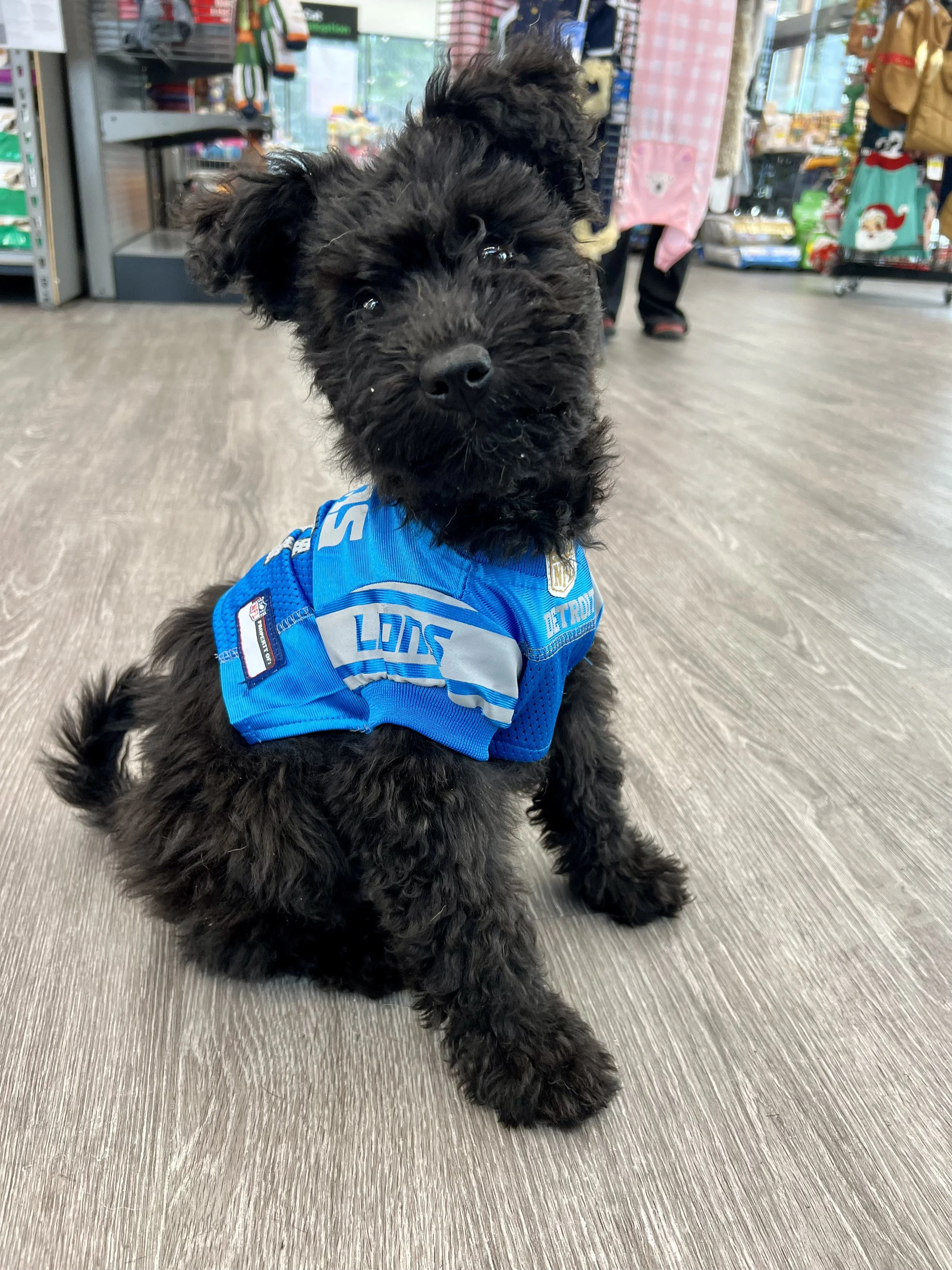 A black, fluffy Hungarian pumi puppy with curly fur wearing a blue Lions sports jersey, sitting on a store floor.