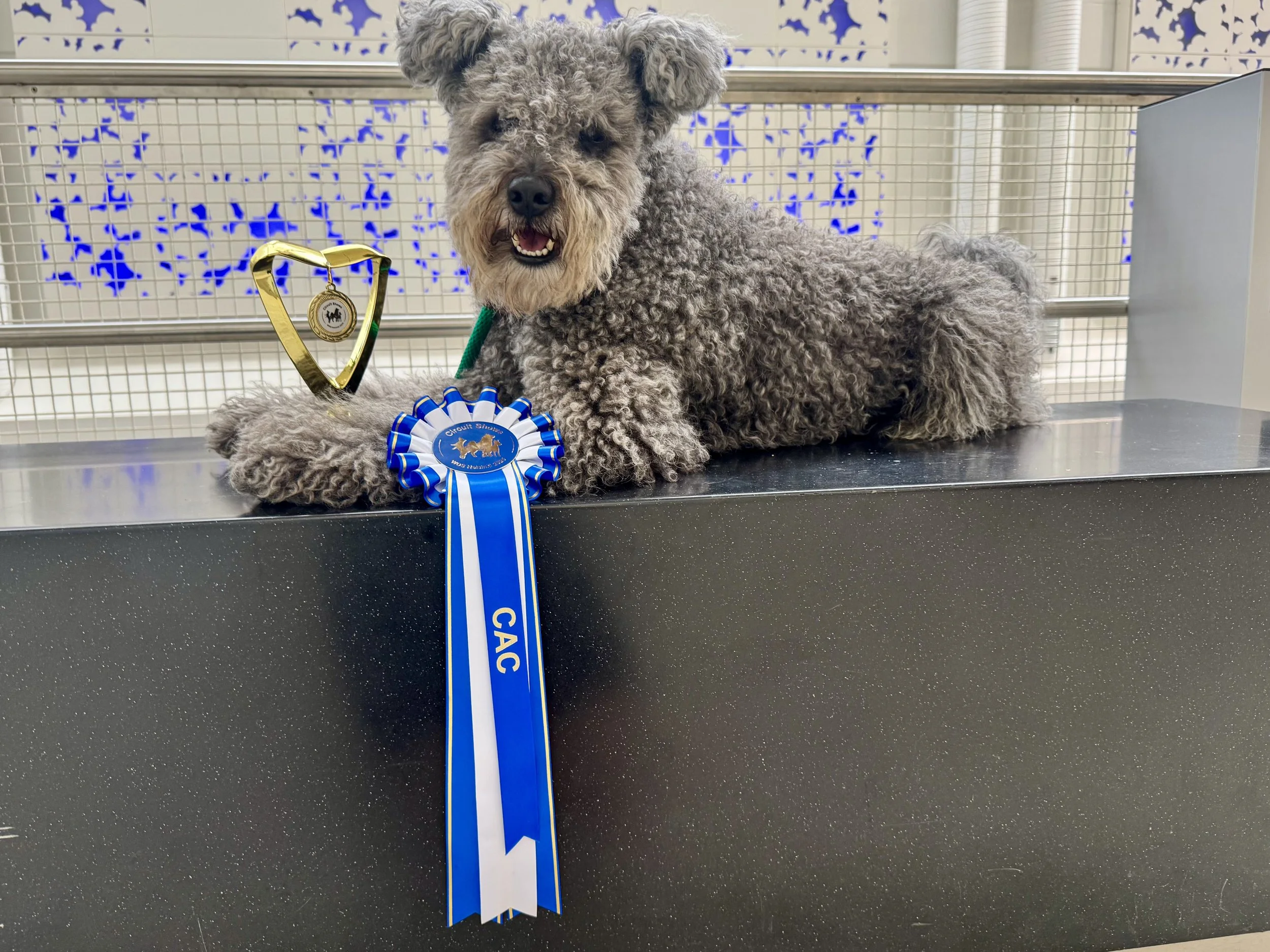 A curly-haired gray Hungarian Pumi dog lying on a black table with a gold heart-shaped medal and a blue and white ribbon rosette that says 'Circuit Show'. The background includes a white grid pattern with blue designs.