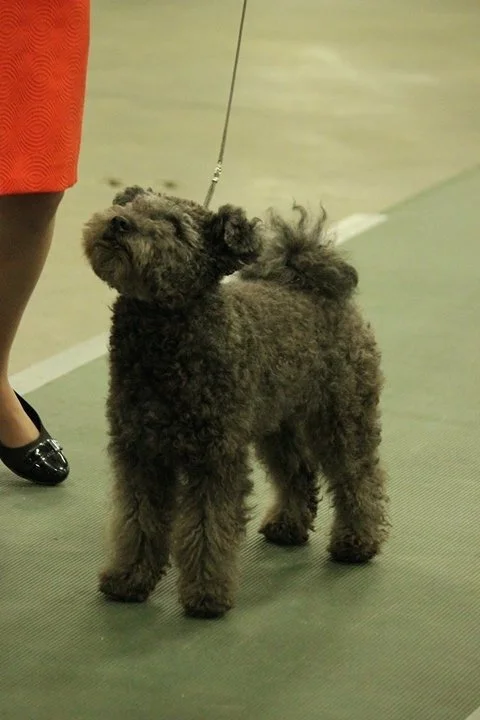 A gray, curly-haired Hungarian Pumi dog on a leash standing on a green indoor floor next to a person wearing a red dress and black shoes.