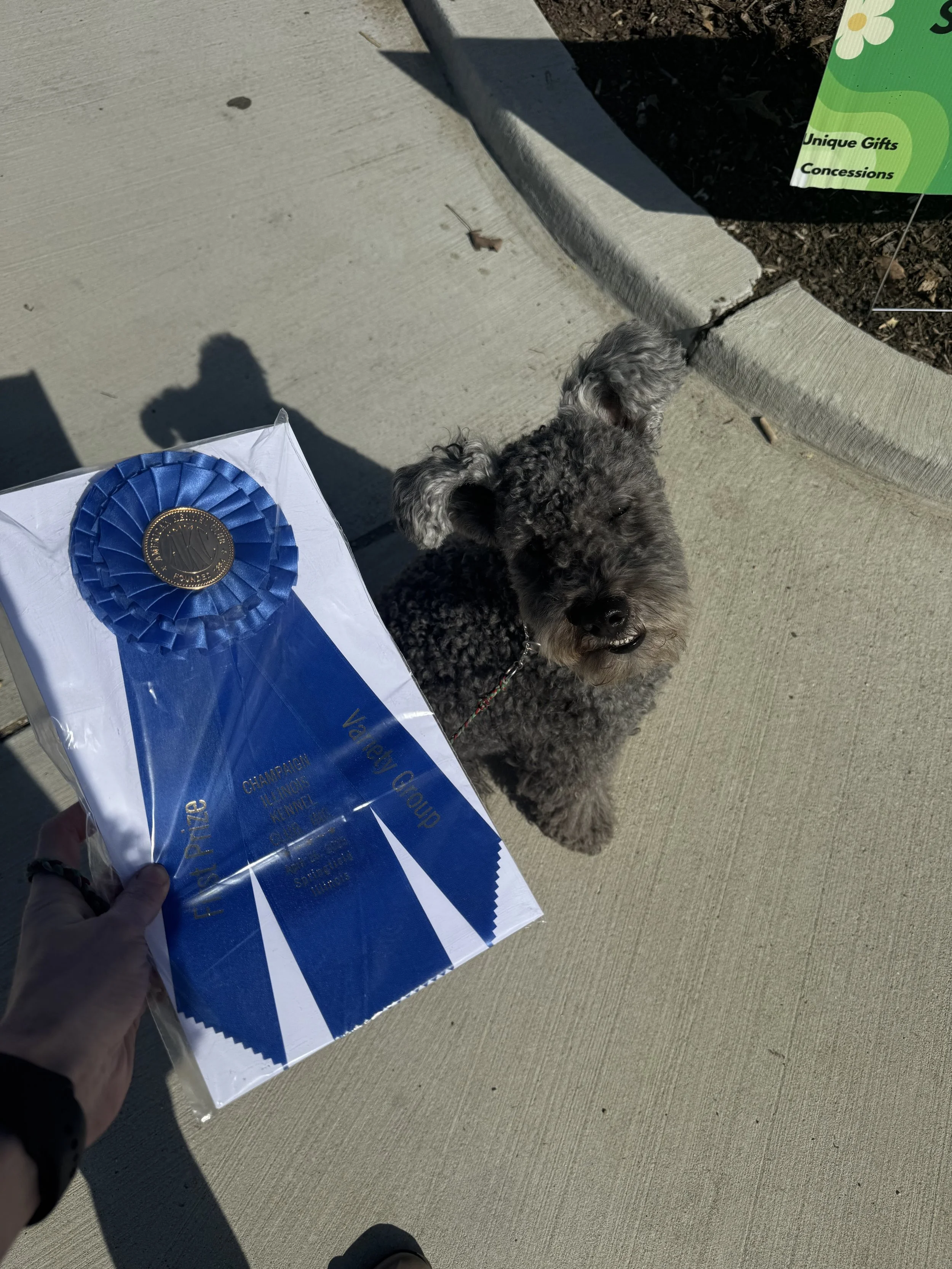 A person holding a blue herding Group 1 ribbon award in front of a small curly-haired Hungarian Pumi dog on a leash, near a garden bed with a green sign, sidewalk, and concrete curb.