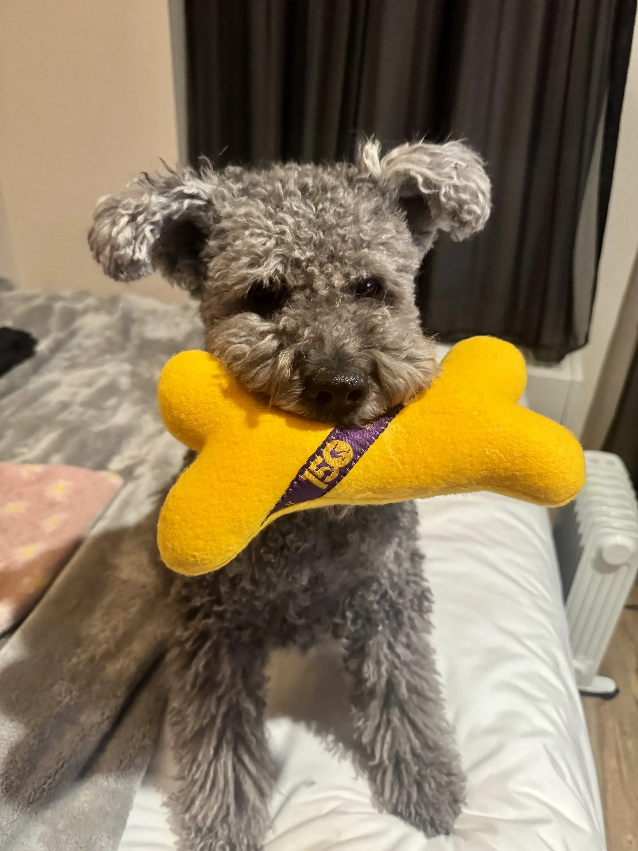A fluffy gray Hungarian Pumi dog with curly fur lying on a person's lap, holding a yellow plush toy in its mouth. The dog has dark eyes and wear a purple collar. The background includes dark curtains and a beige wall.