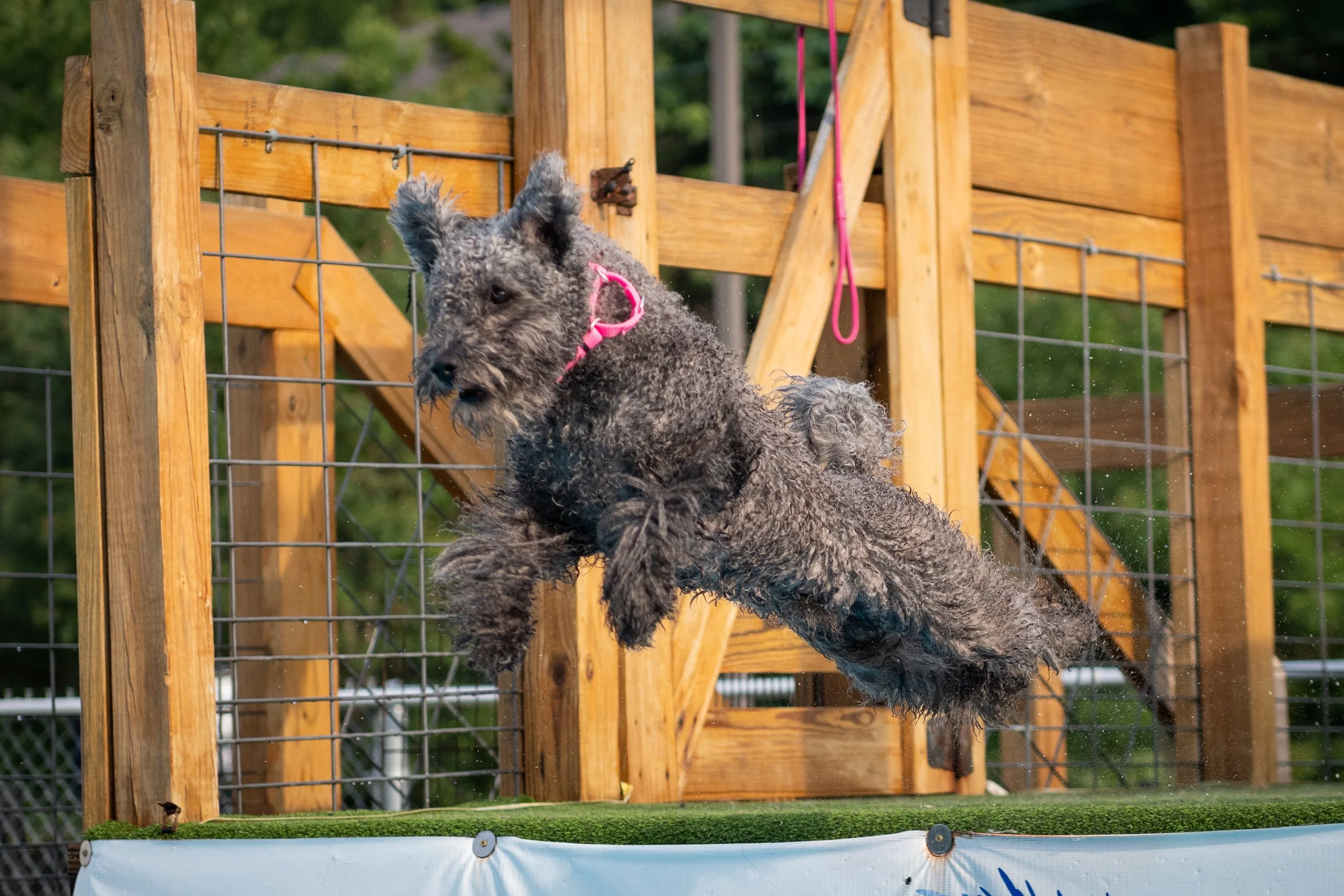 A small curly-haired Hungarian Pumi dog jumping into a dock diving pool, with a wooden structure and greenery in the background.