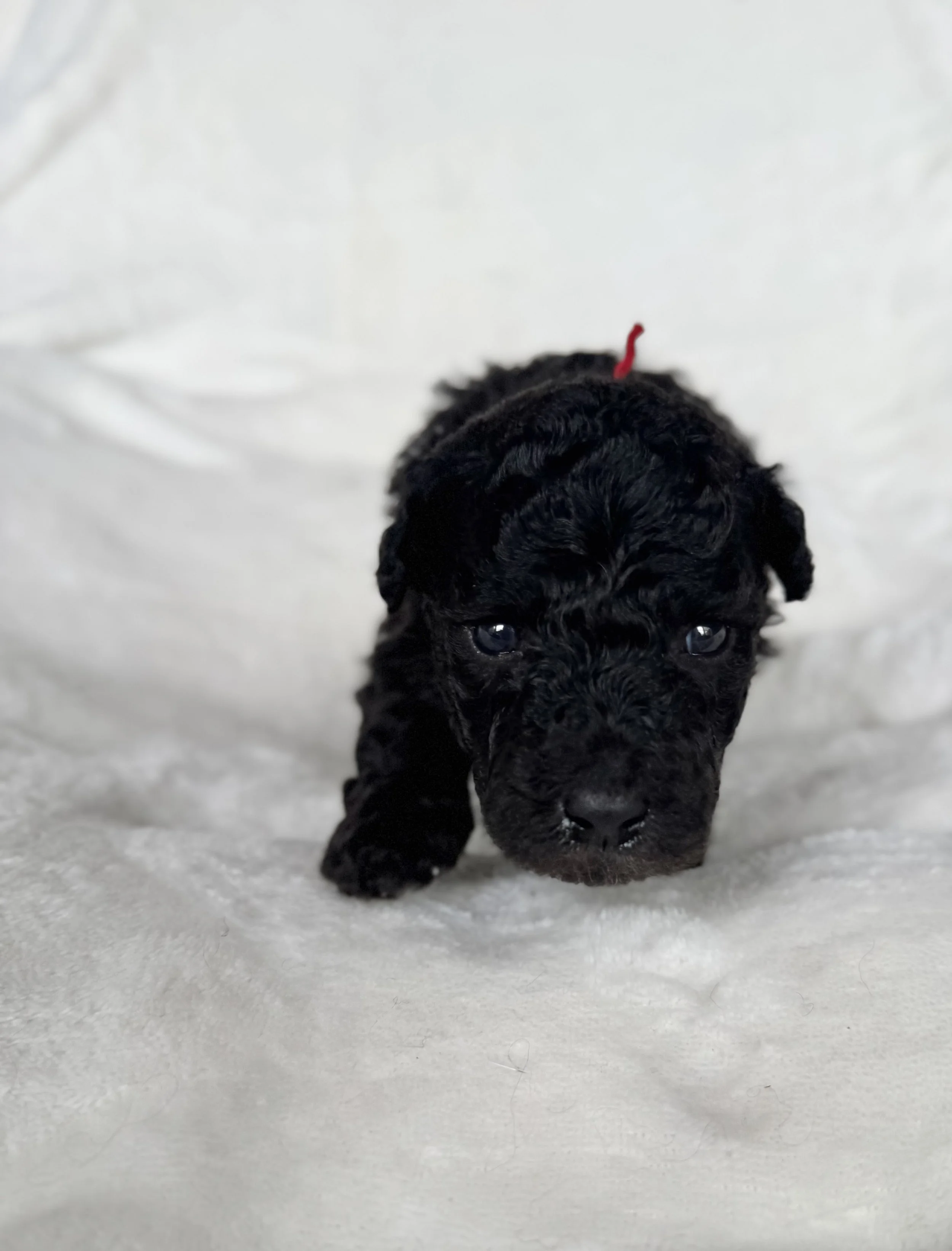 Red collar girl