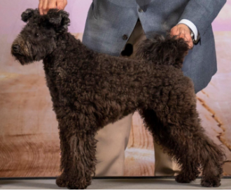 Black curly-coated Hungarian Pumi dog being shown at a dog show