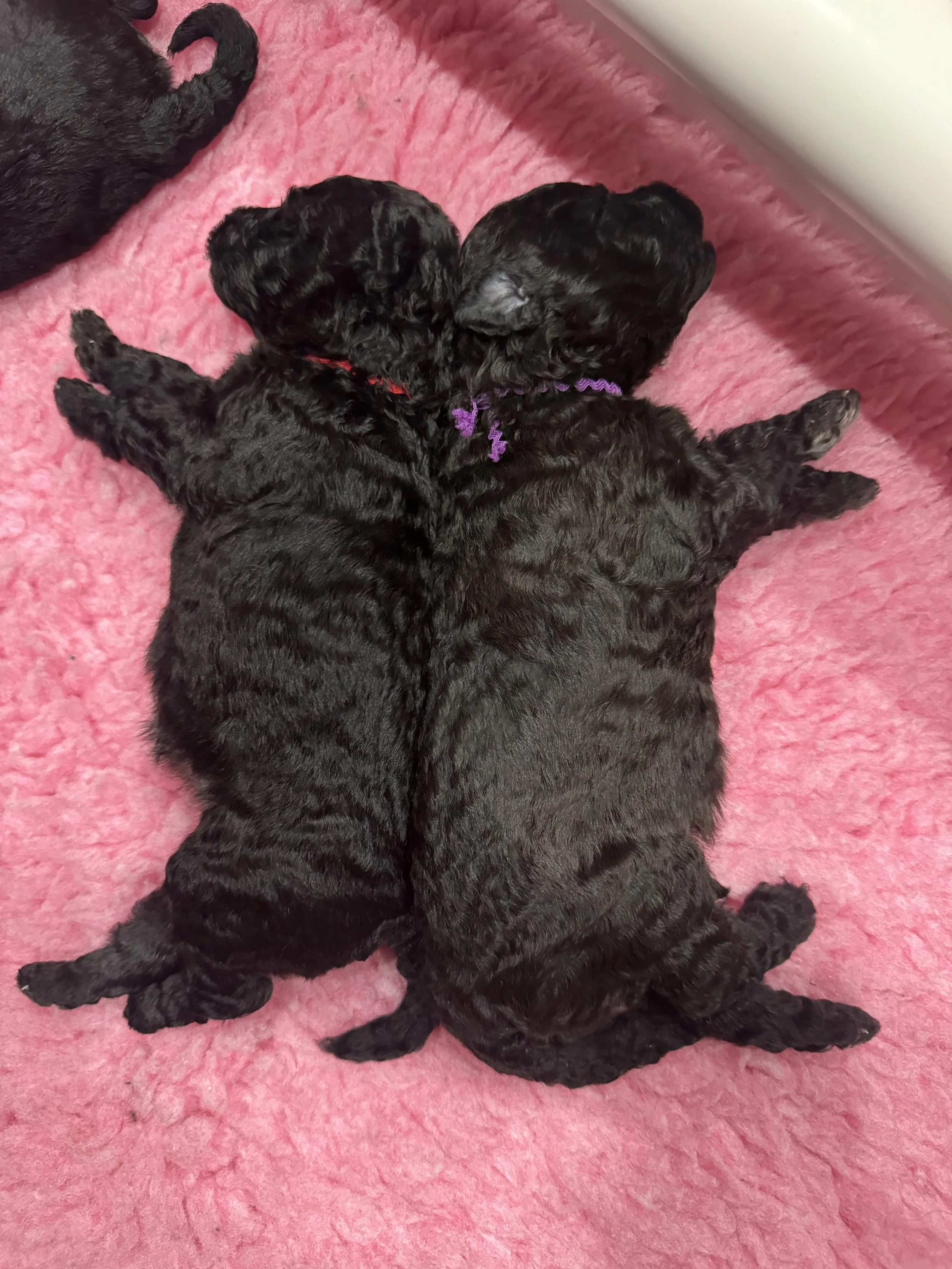 Two black Hungarian pumi puppies lying and cuddling together on a pink fuzzy blanket.