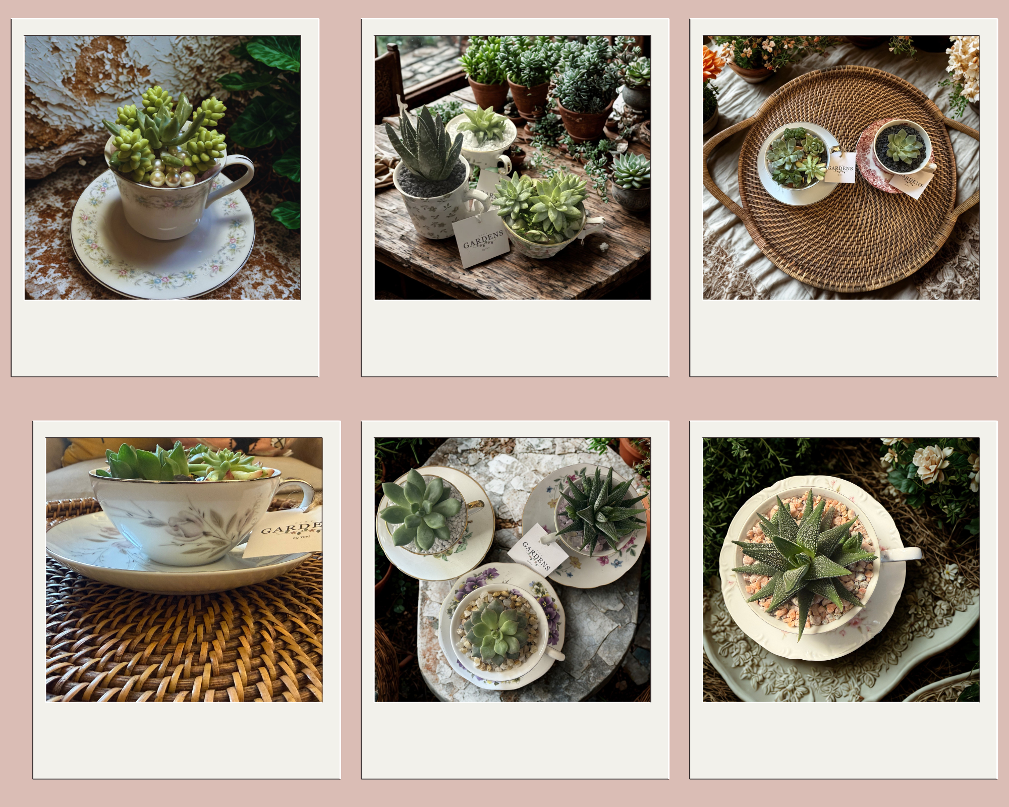 A collage of several potted succulents and cacti displayed on different surfaces and in various decorative containers.