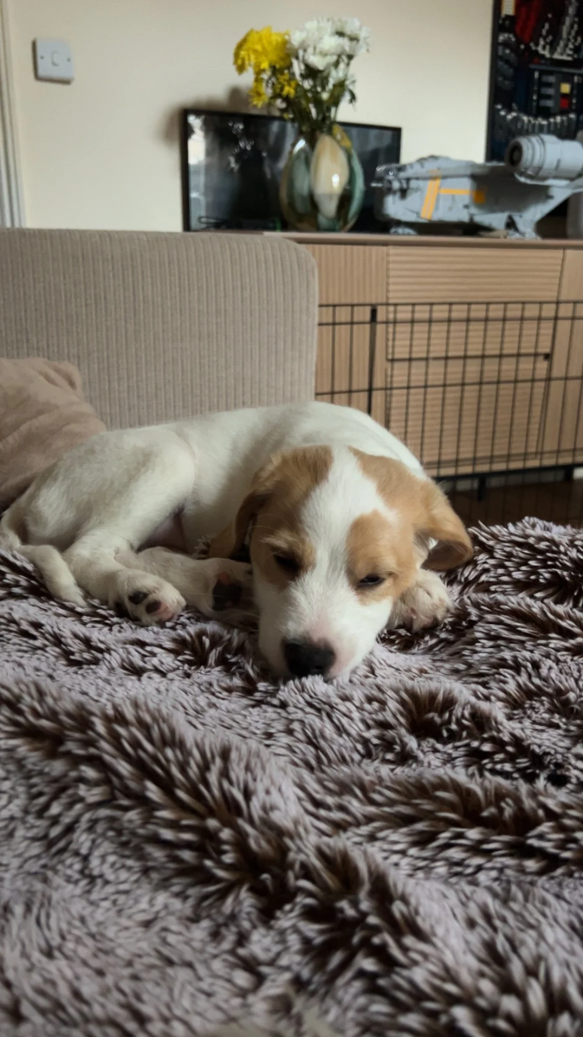 A puppy resting on a furry blanket in a living room, with a vase of flowers, a television, and a model spaceship in the background.