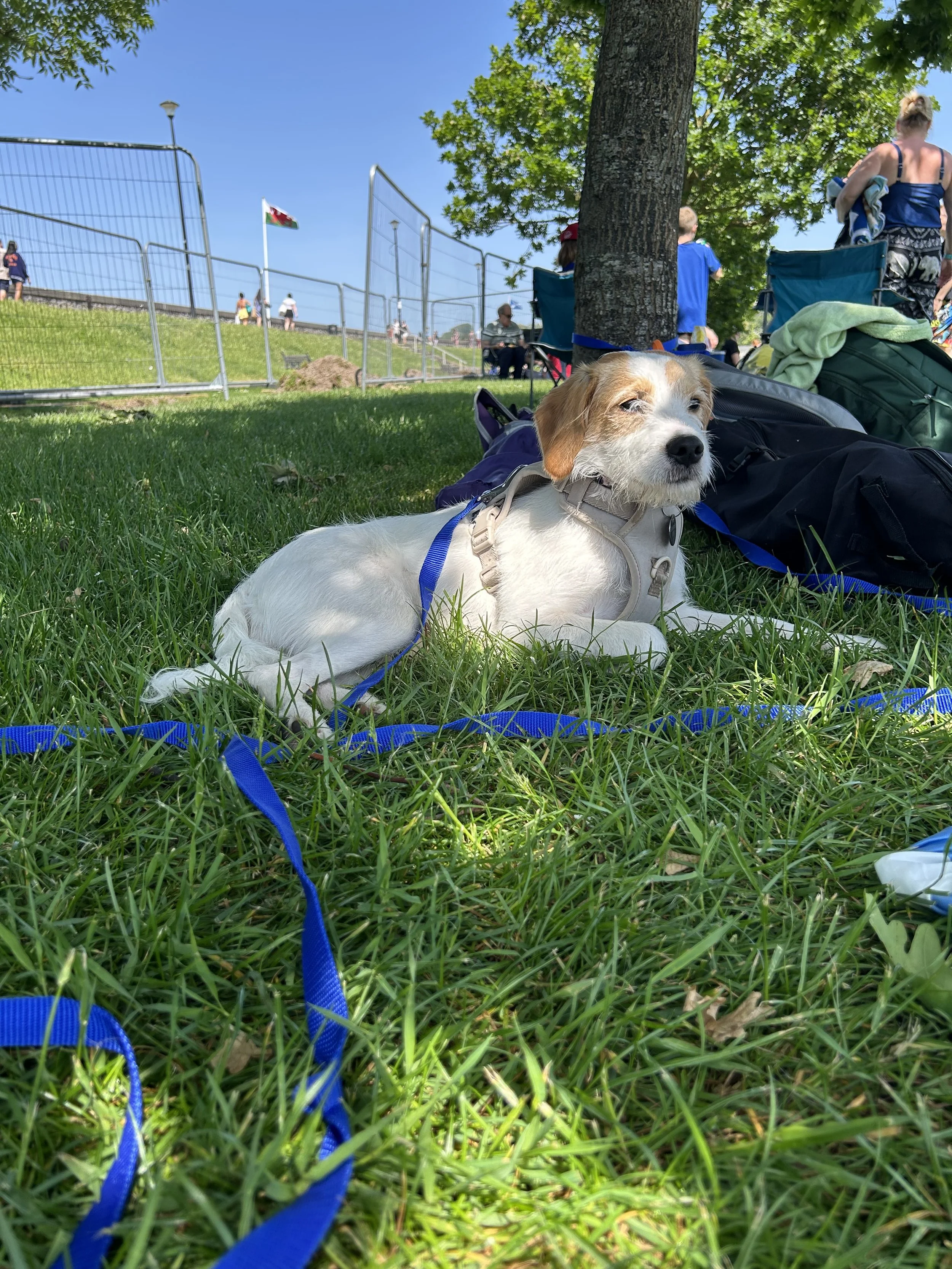A small white and brown dog with a blue leash resting on green grass under a tree. In the background, people are sitting and walking near a fence and a flagpole with a flag. Location is Salthouse Fields, Clevedon, next to marine lake Clevedon.