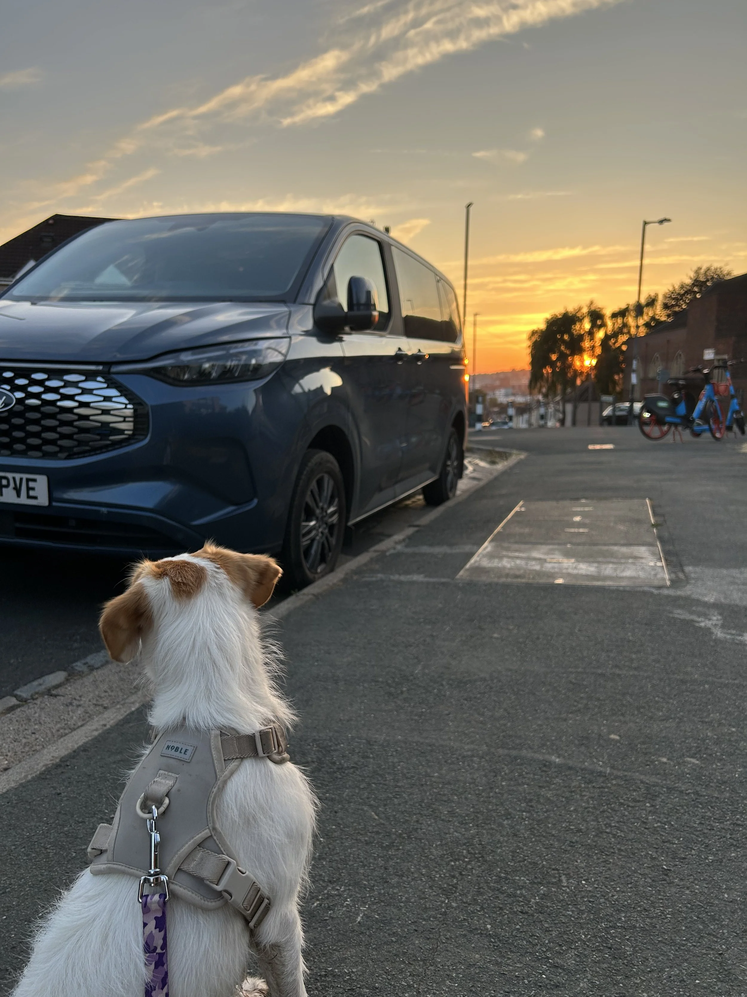 A dog with white fur and brown markings wearing a harness and sitting on a sidewalk, looking towards a parked car and a sunset in the background. Location is Sandy Park Road in Brislington, Bristol