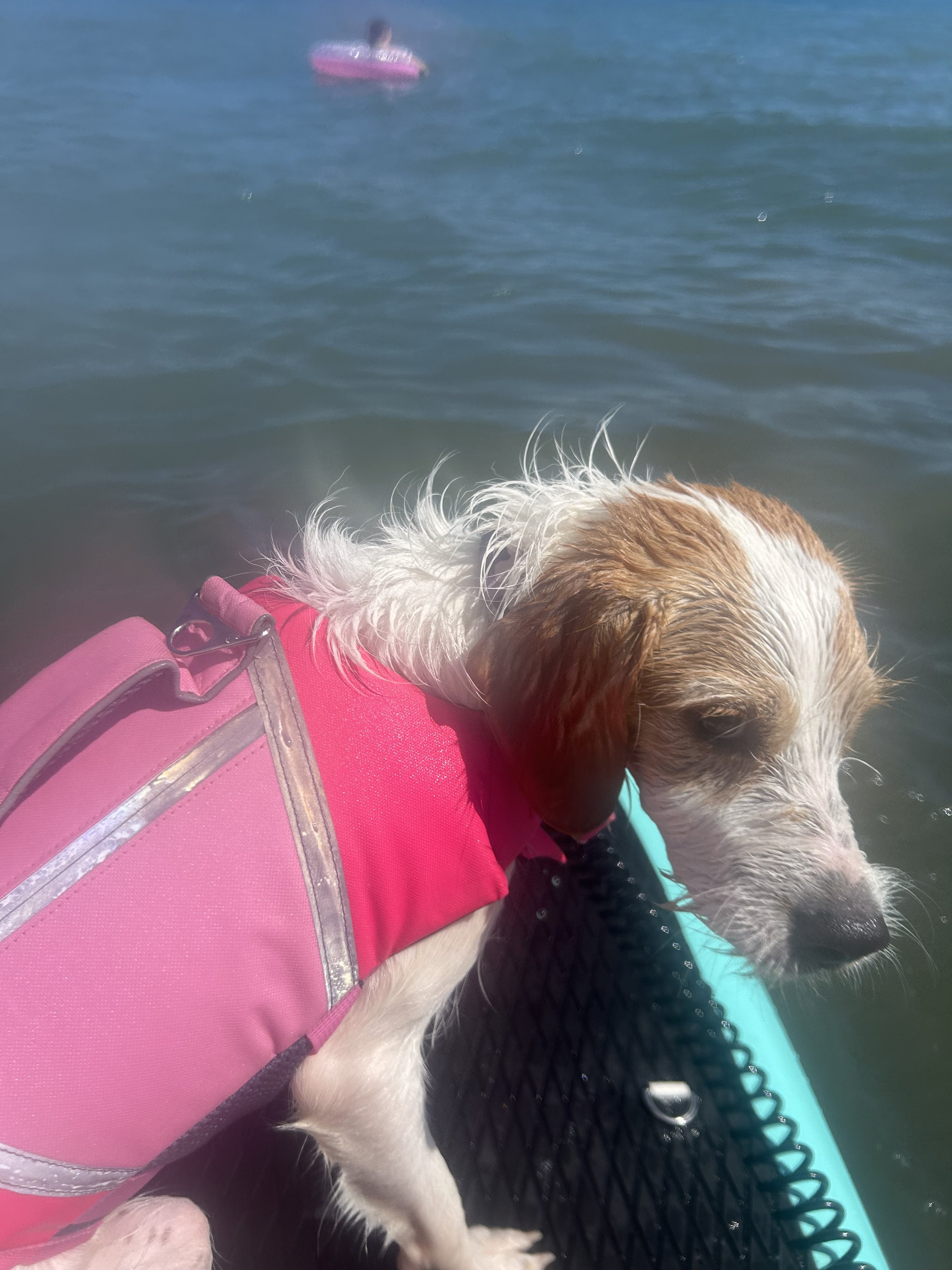 A dog on a paddleboard wearing a pink life jacket, with water and a pink inflatable ring in the background.