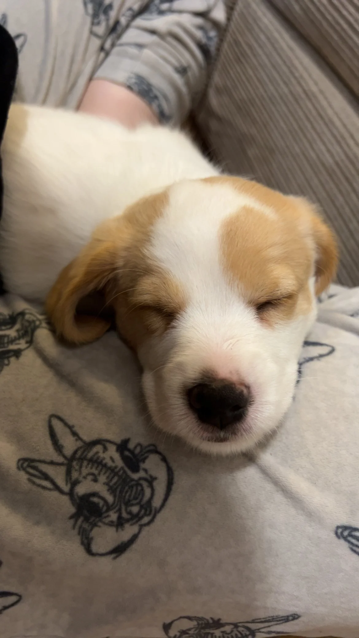 A cute puppy with white and light brown fur, sleeping on a person's lap, with a gray shirt featuring cartoonish dog illustrations.