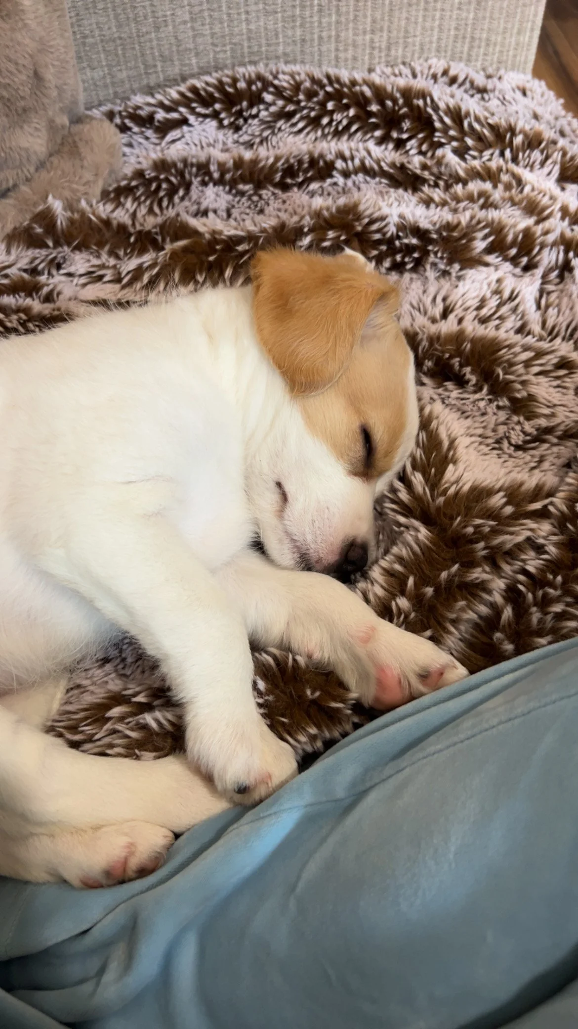 A sleeping puppy with a white body and brown patches, resting on a fluffy, patterned blanket.