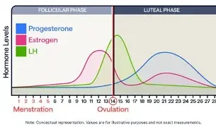 Hormone fluctuation lifecycle