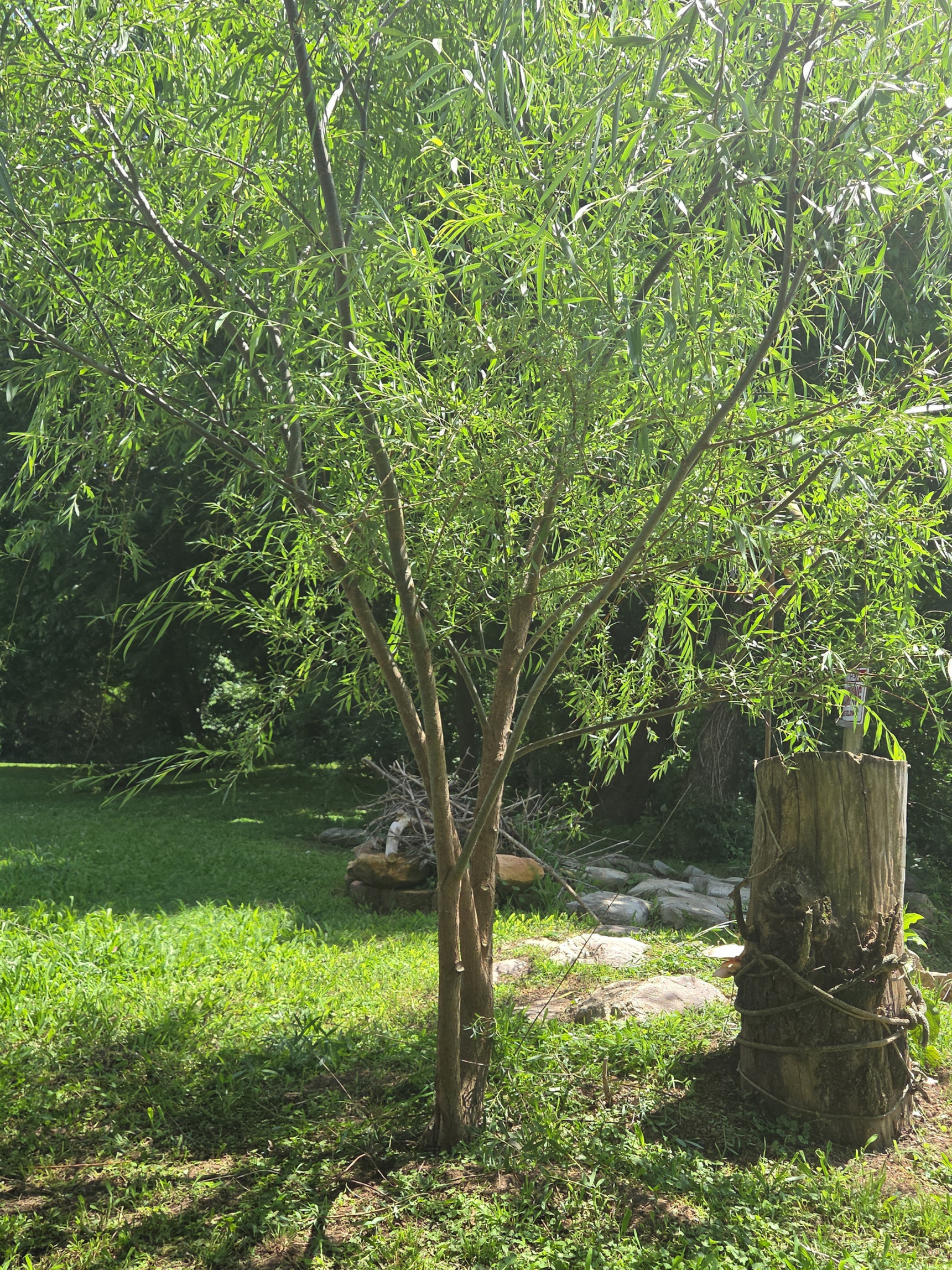 A young tree with thin branches and green leaves standing in a grassy area. In the background, there are large rocks and a weathered tree stump. The surroundings include other trees and lush green grass, suggesting a natural outdoor setting.