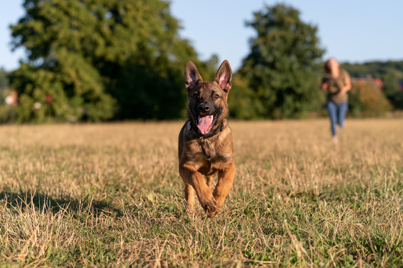 How to Calm an Overstimulated Shepherd Puppy: Diffusing the “Gator” Phase