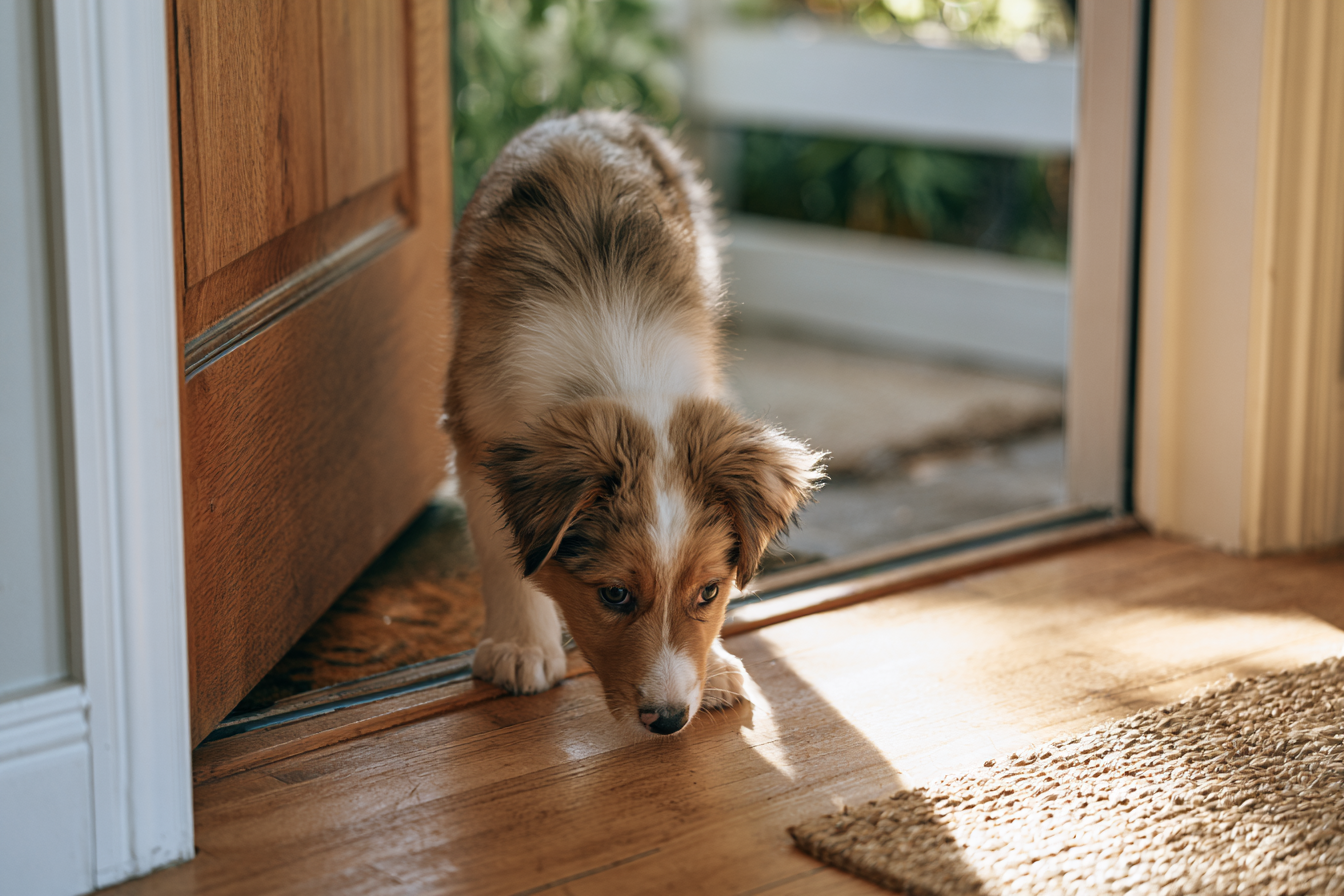 The New Shepherd Puppy Checklist &amp; First 30-Day Survival Blueprint