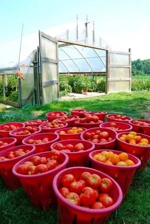 Tomatoes in red buckets outside a greenhouse.