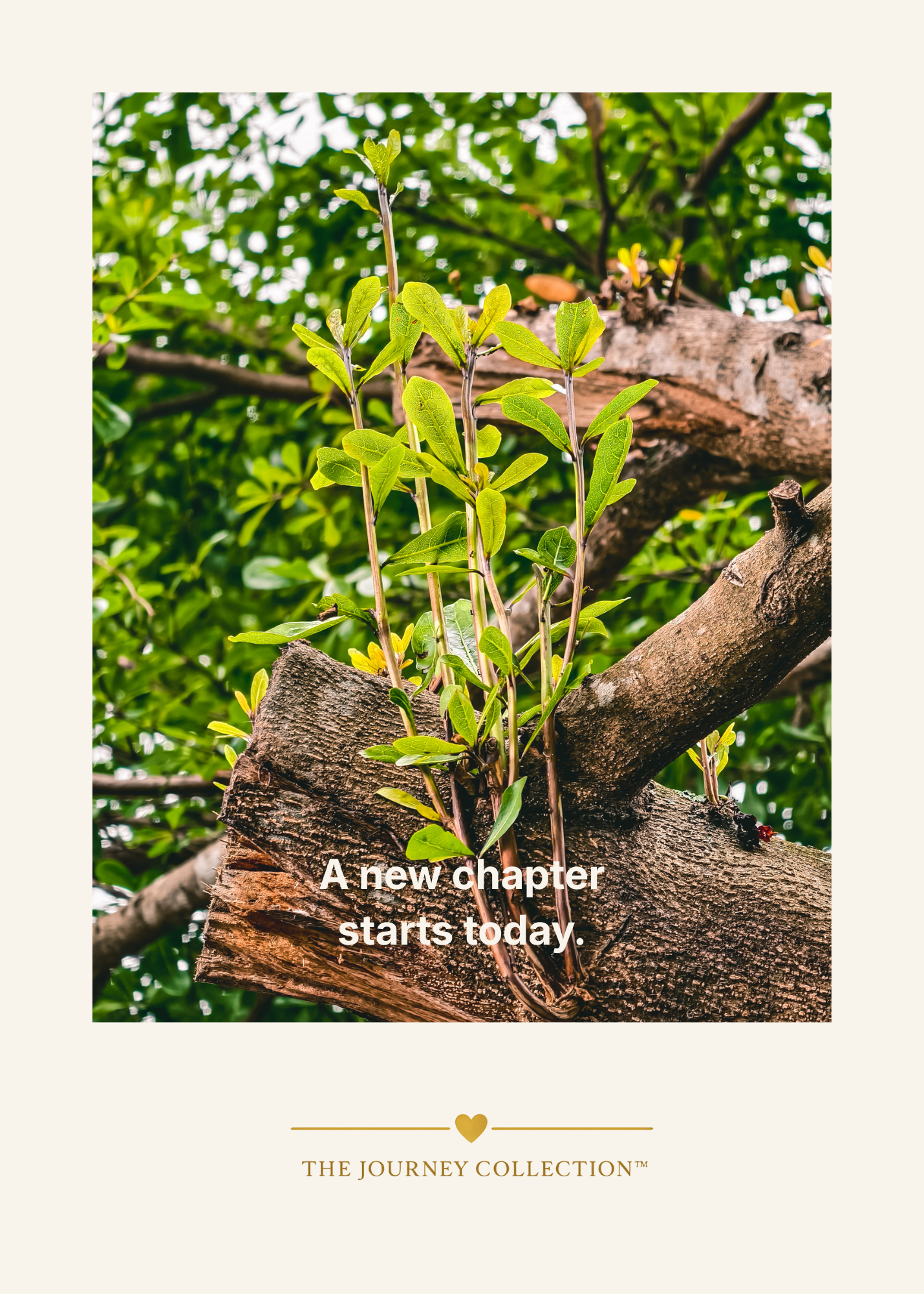 Front Cover.png