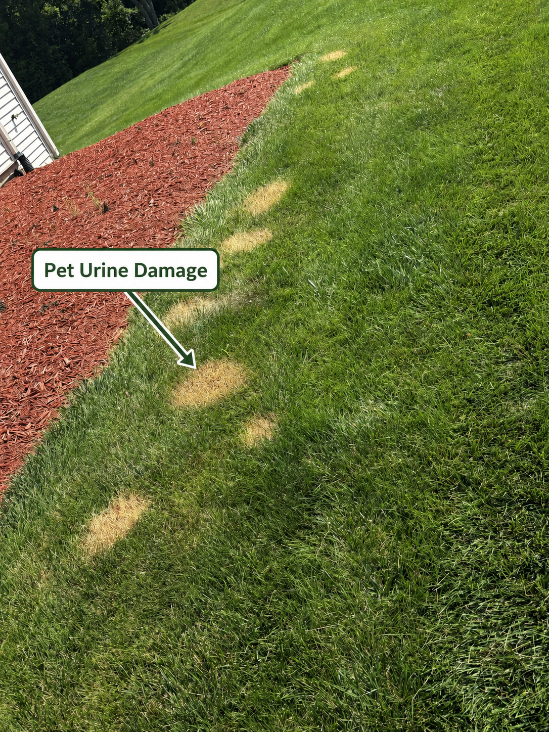 Grass yard with pet urine damage spots marked and an arrow pointing to them, labeled 'Pet Urine Damage'.