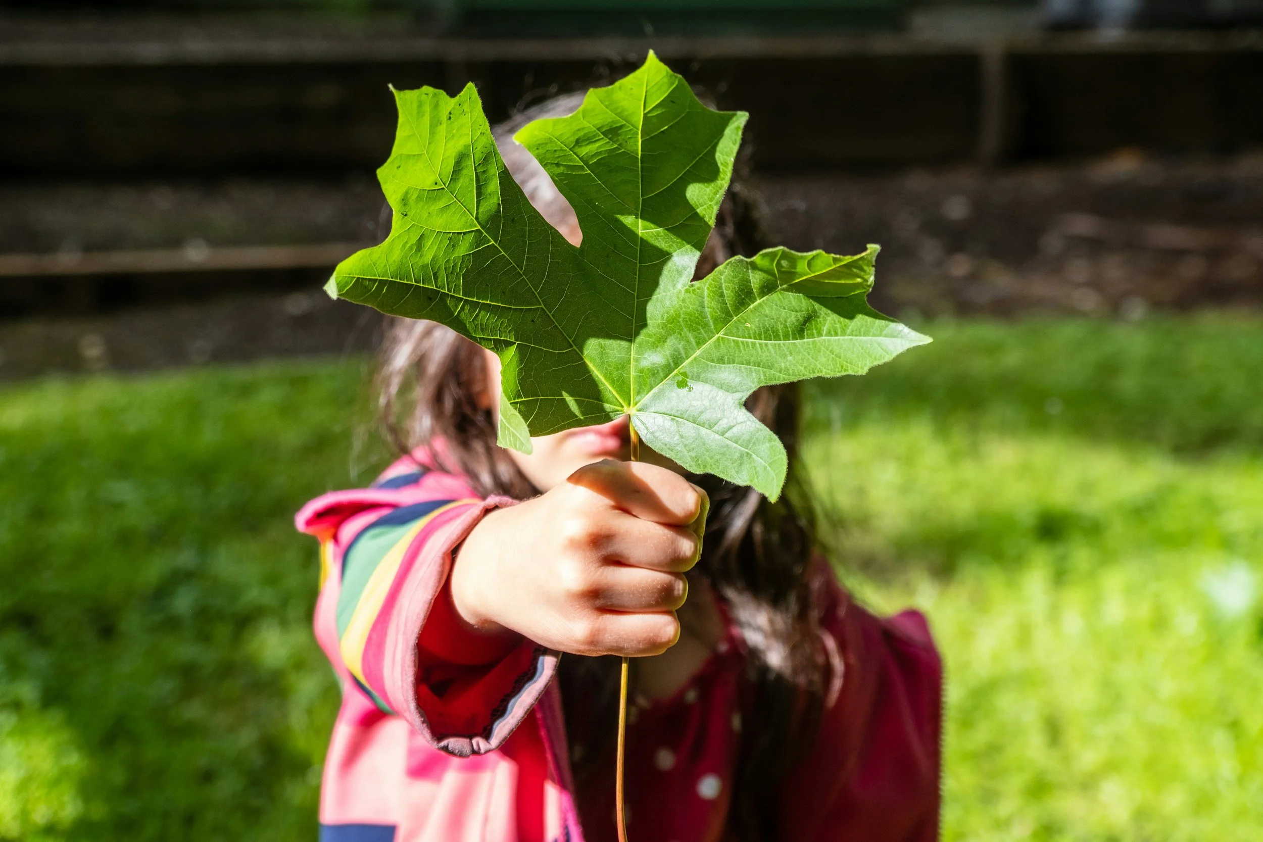 A child holding a large green maple leaf in front of their face outdoors.