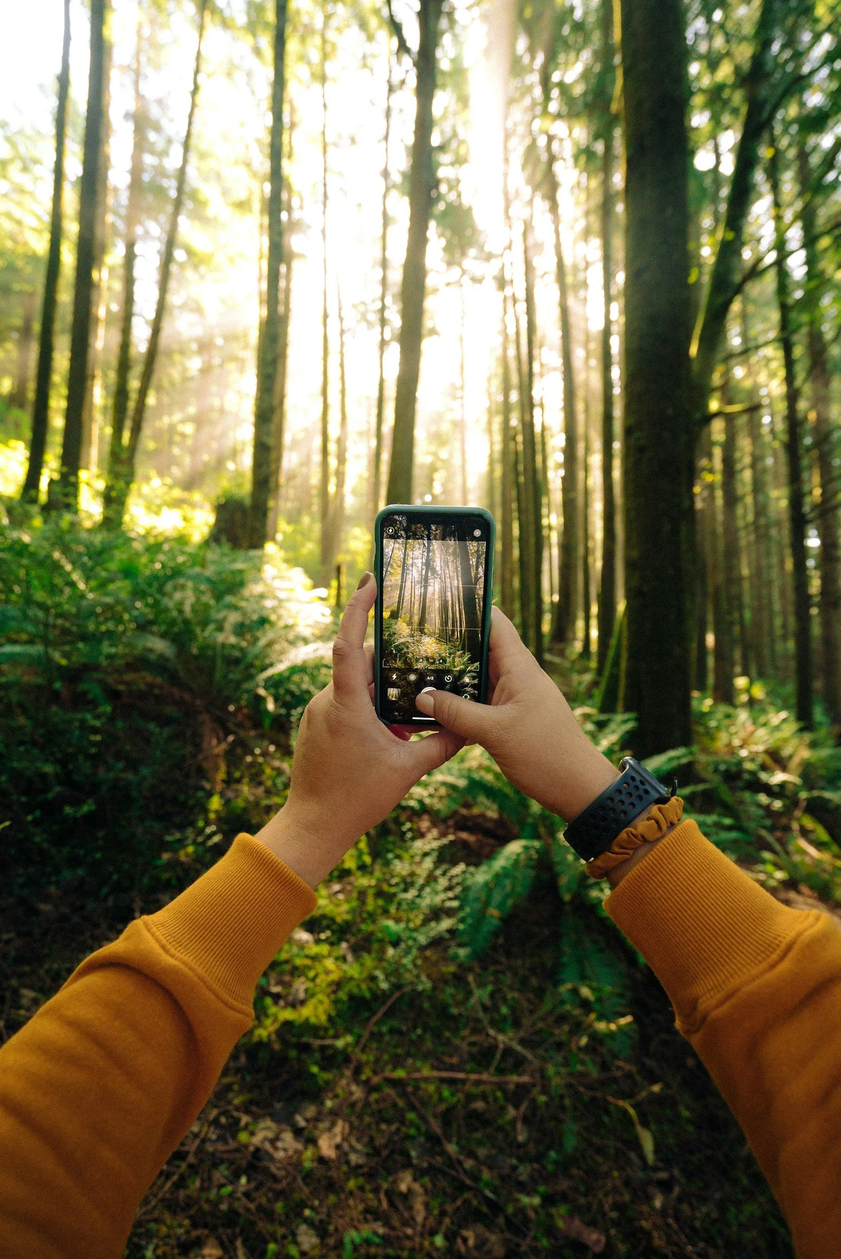 Person taking a photo of a sunlit forest with trees and green foliage using a smartphone.